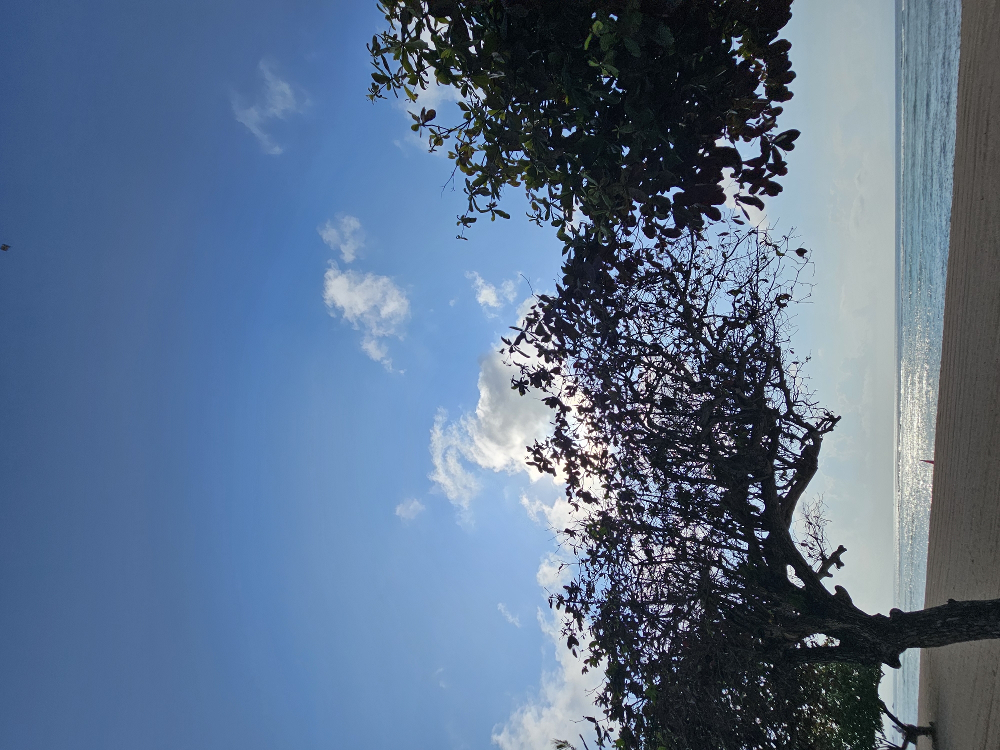 The image depicts a serene beach scene at daytime, likely in Denpasar, Indonesia, with the ocean meeting a sandy shore. The sky is a vibrant blue with scattered white clouds, and the sun's rays create a shimmering effect on the water's surface. Two trees, one silhouetted and leafless, the other lush with dark green foliage, frame the view. The leafless tree is in the foreground, its branches reaching towards the sky, while the other tree is positioned to the right, partially obscuring the bright sky. The sand appears smooth, with faint lines suggesting it has been recently raked or prepared. A small orange cone is visible on the sand in the distance. No people are present in the frame. The overall atmosphere is tranquil and natural, highlighting the beauty of the coastal environment.