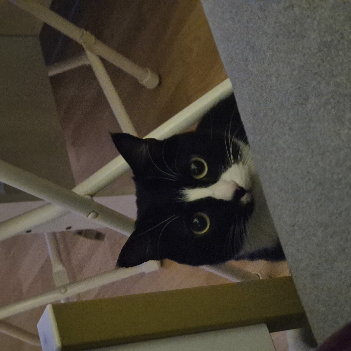 A black and white tuxedo cat peers upward with round, yellow eyes. Its face is framed by white whiskers and a pink nose with black markings. The cat is partially obscured by a gray, textured surface on the right. In the background, a white metal chair with tubular legs is visible, along with a glimpse of a wood-toned floor. The composition is at an oblique angle, looking slightly up at the cat.
