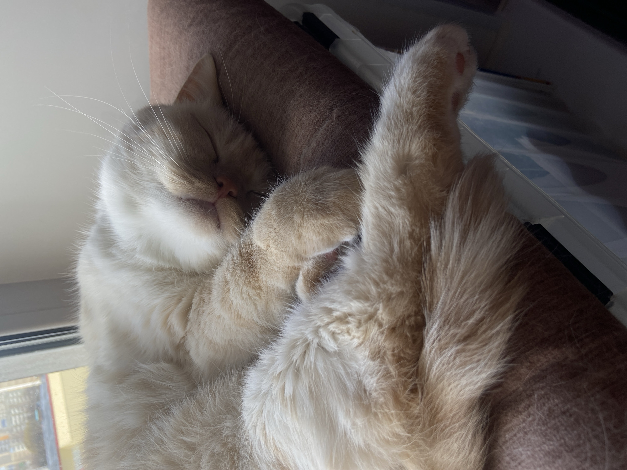 A light-furred cat is sleeping, curled up against a brown, cylindrical object. The cat has its eyes closed, with its paws tucked close to its body. A leg and paw are extended upwards, revealing pink paw pads. In the background are indeterminate objects, possibly a window and some interior items. The image appears to be taken indoors. There is no evidence the photo was taken in Chaikovsky, Russia.