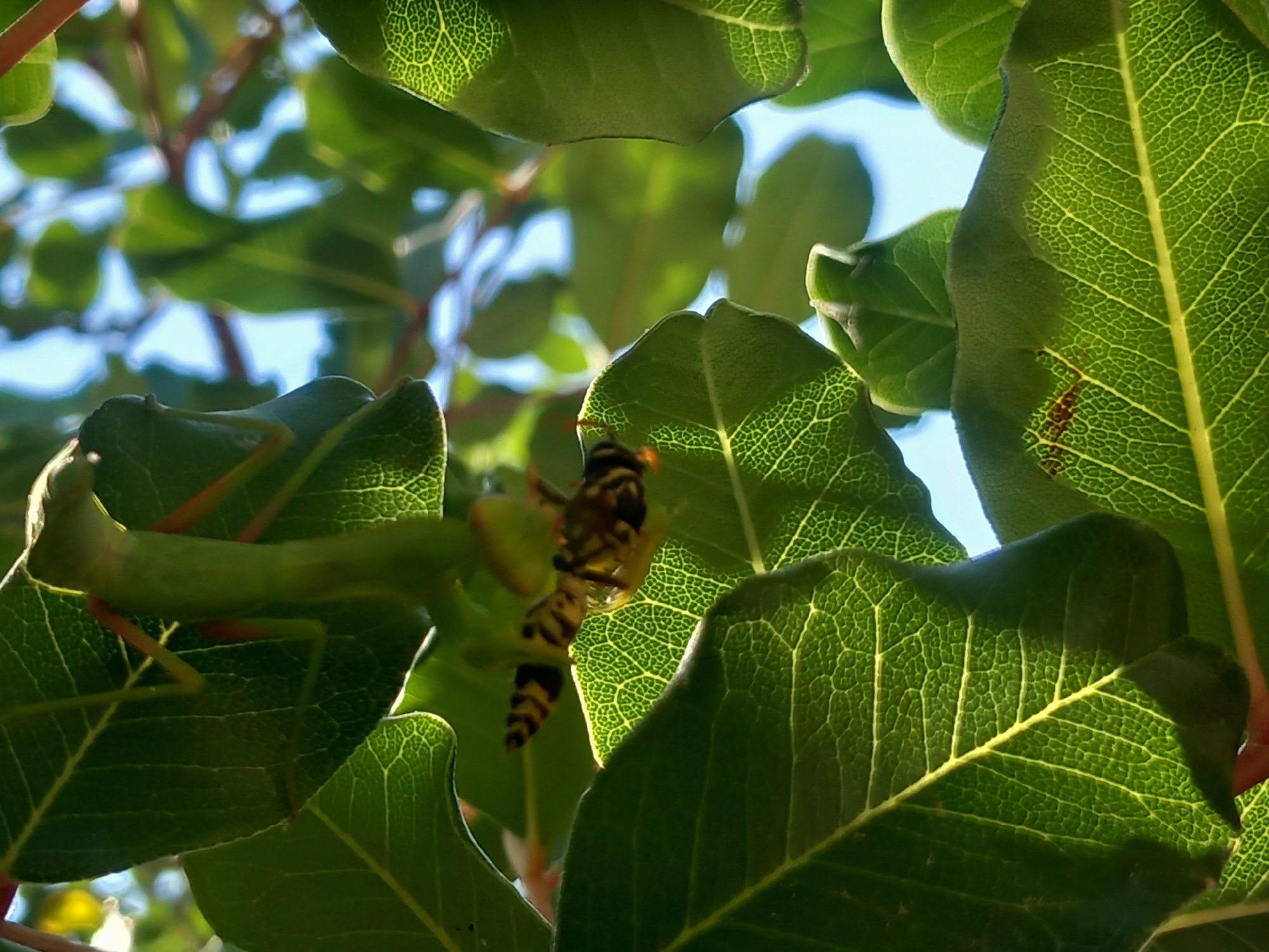 The image depicts a close-up view of green leaves against a bright sky. In the center of the frame, a wasp is visible, perched on one of the leaves. The leaves are illuminated from behind, revealing their intricate veining. The scene appears to be an outdoor environment with natural light. The location in Άγιος Νεκτάριος, Greece is not discernible from the image itself.