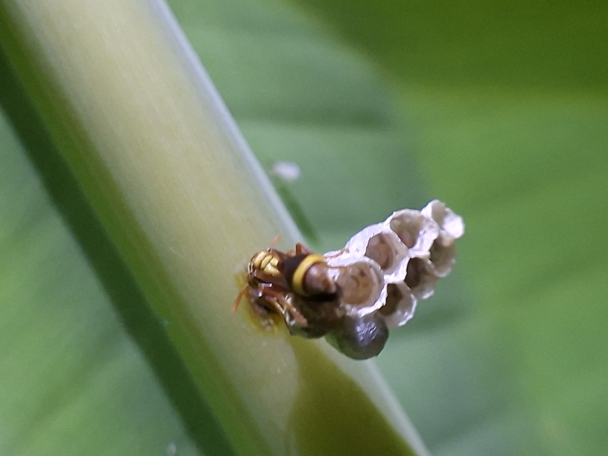 This close-up macro photograph captures a small paper wasp on its nascent nest, situated on a vibrant green plant stem. The wasp, the primary subject, is distinctly marked with alternating bands of bright yellow and dark brown or black across its body, including its head and thorax. Its slender legs are visible as it perches beside the nest, facing away from the viewer.
The nest itself is small and compact, consisting of several open hexagonal cells made of a light, papery material. Some cells appear to contain darker, rounded structures, possibly larvae or pupae, indicating active development within the colony. The nest is attached directly to the side of the smooth, light green plant stem, which runs diagonally across the frame.
The background is a soft, out-of-focus blur of varying shades of green, suggesting lush foliage and a natural outdoor setting. The lighting appears natural, indicating it is daytime. The image provides a detailed view of the intricate structure of both the wasp and its early-stage nest. No text is visible in the image. This scene takes place in Kutaglumpang, Indonesia.