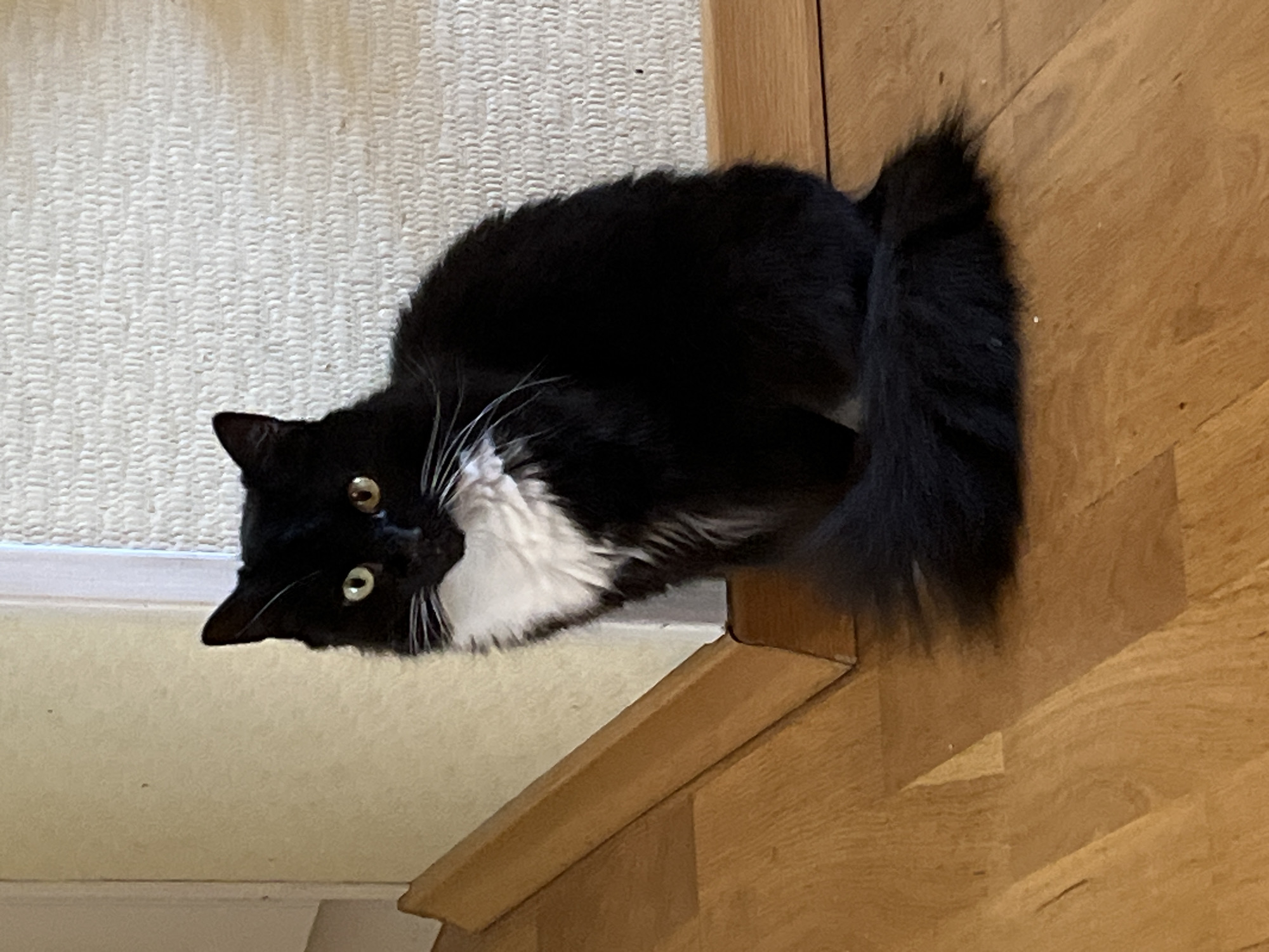 A medium-long haired black cat with white chest fur and white whiskers is sitting on a wooden floor next to a beige wall. The cat is facing the viewer with its head tilted slightly to the left. Its eyes are yellow-green. The wall behind the cat has a textured pattern. A wooden baseboard runs along the bottom of the wall. The image appears to have been taken indoors, likely in a residential setting in the city of Korolyov, Russia.