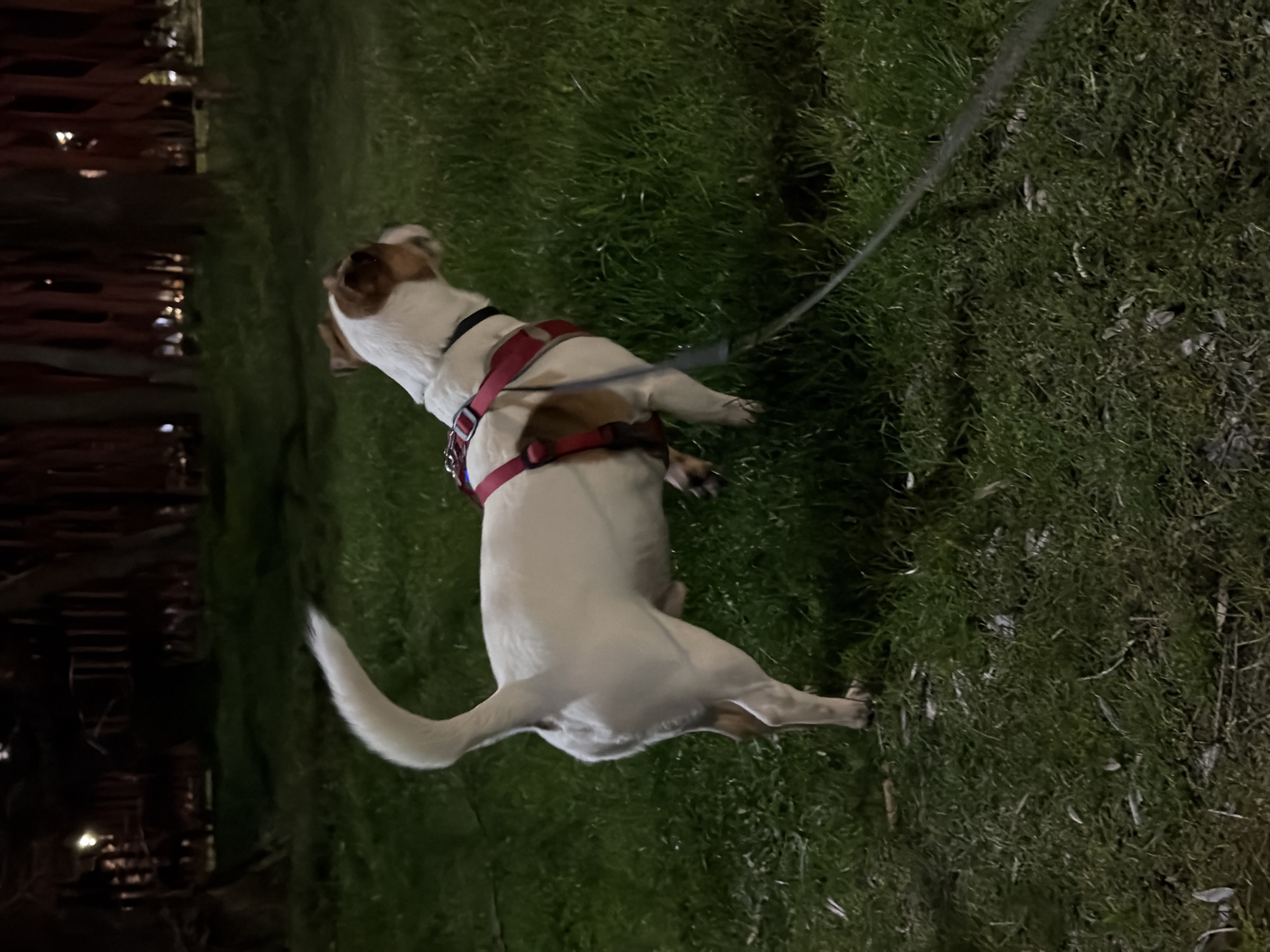 A medium shot shows a white and brown dog, likely a Jack Russell Terrier mix, wearing a red harness attached to a leash and standing on green grass. The dog faces towards the left side of the frame and appears to be looking slightly upwards. The background features dark areas suggesting night time, with a blurry dark structure to the left, possibly a fence or building. The location is likely a park or grassy area in Sofia, Bulgaria. The dog's tail is wagging. The leash is held by someone out of frame. The environment appears to be dimly lit.