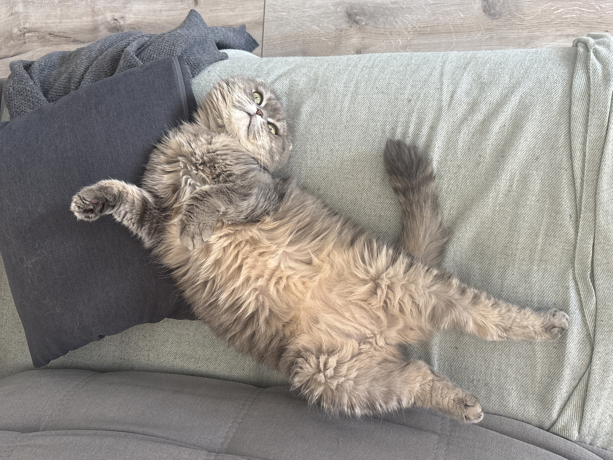An overhead shot captures a fluffy, long-haired cat lying comfortably on its back on a couch. The cat, possibly a Persian or a similar breed, displays a mix of gray and light brown fur, especially prominent on its belly. It has bright green eyes and its head is tilted, looking directly towards the viewer with a relaxed and seemingly curious expression. Its paws are splayed out, conveying a sense of ease and contentment.
The cat is resting on a light gray-green upholstered sofa, which features a subtle herringbone texture. To the left, several dark gray cushions and a dark gray knitted blanket or throw are visible. The background reveals a light-colored wooden floor, indicating an indoor, residential setting, likely a living room. The natural, bright lighting suggests it is daytime. No text is visible in the image. The overall scene depicts a peaceful moment of a pet at rest in a home in Chaikovsky, Russia.