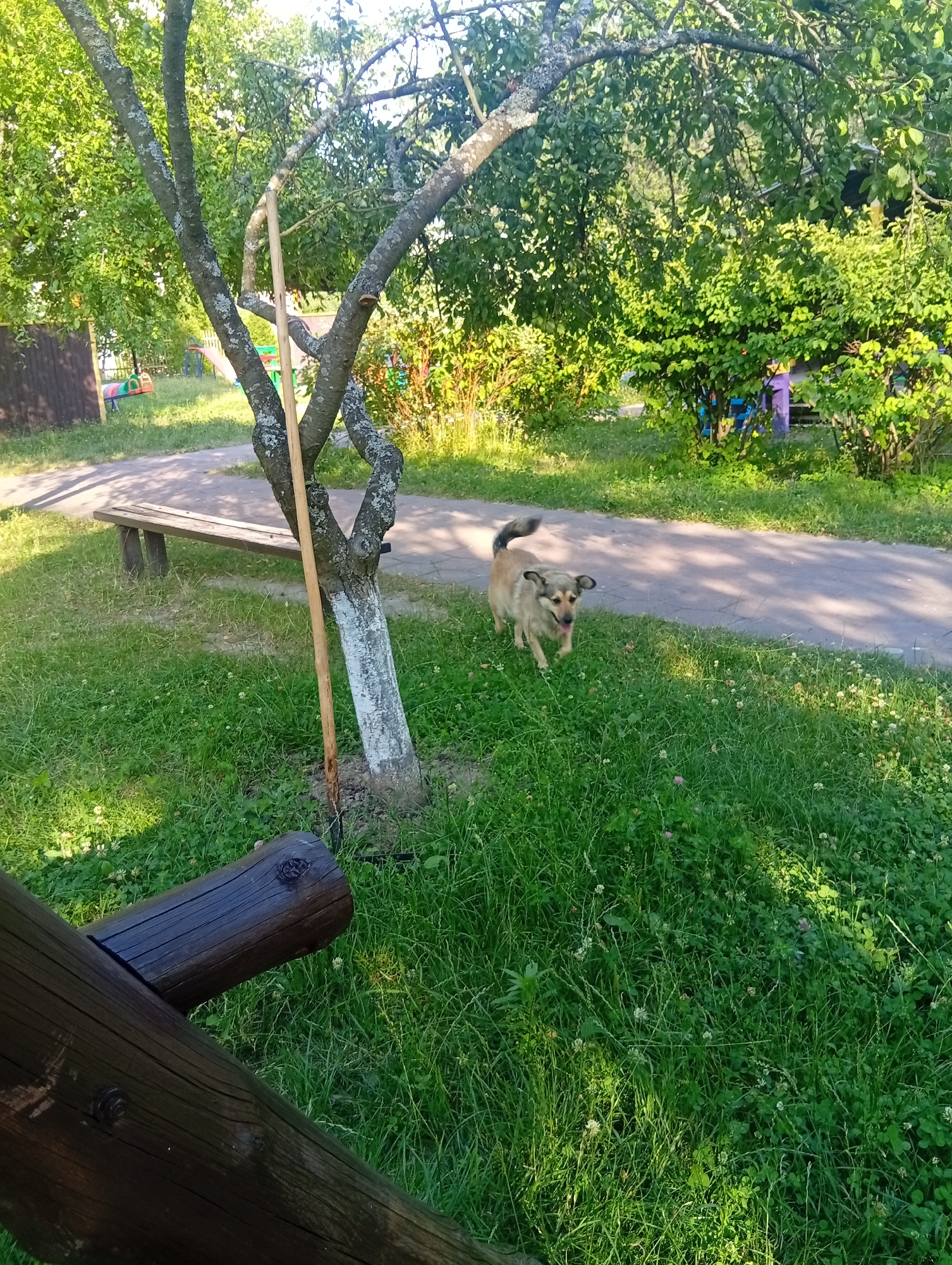 The image depicts a dog walking on a grassy area next to a paved path. In the background, there is a wooden bench, a tree with a support stake, and lush green foliage. The scene appears to be a park or yard. The dog is light brown with dark accents and has its tail curled up. The lighting suggests it is daytime. The location is a city park in Zviahel, Ukraine.