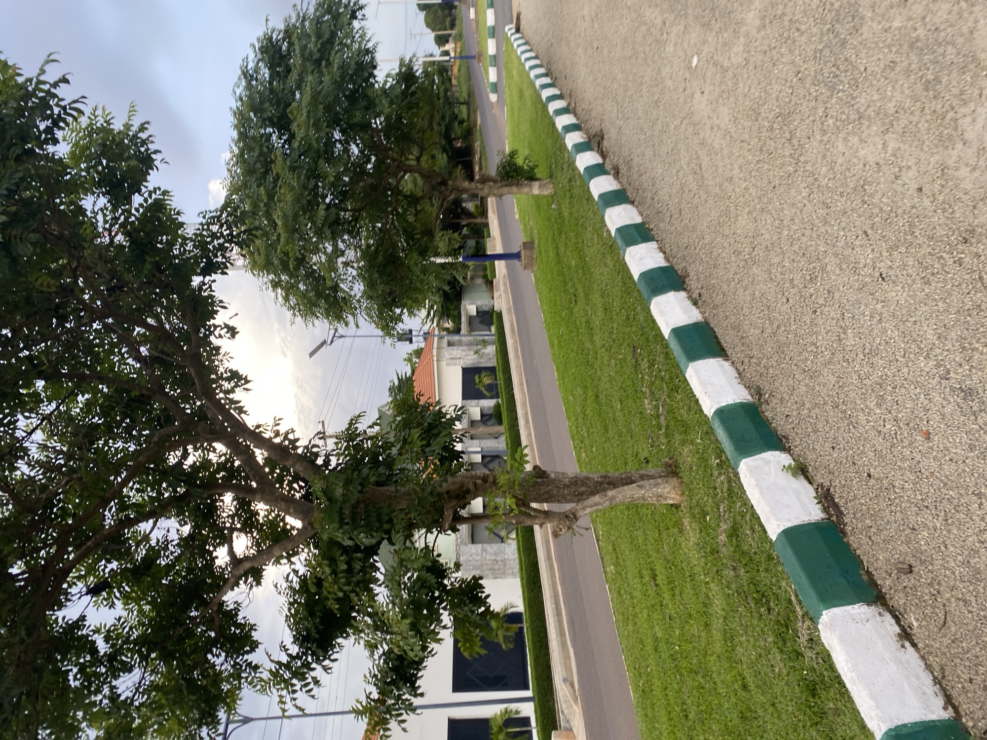 In Barikin Jirga Summa, Nigeria, the image captures a street scene with two trees in the foreground. The tree on the left is larger and closer to the viewer, its branches reaching towards the sky. To the right, a second, smaller tree stands near the road. The road itself is paved and curves gently, bordered by a strip of green grass. A concrete curb, painted with alternating green and white blocks, runs along the edge of the grass and road. In the background, modern-looking white buildings with dark gates and some palm trees are visible, suggesting a residential or commercial area. The sky above is overcast with hints of sunlight breaking through, indicating either early morning or late afternoon. Streetlights are present along the road. The overall scene depicts a well-maintained urban or suburban environment.