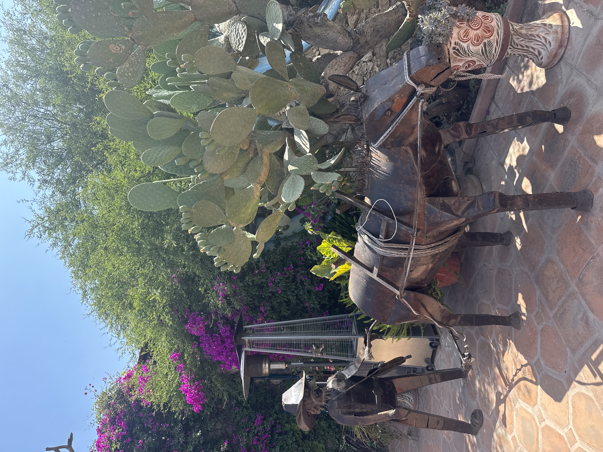 The image depicts an outdoor scene, likely a patio, in Bernal, Mexico, characterized by a combination of flora, artistic metal sculptures, and typical Mexican decor.
**Subjects and Objects:**
* Two metal sculptures of donkeys are prominently featured. One appears larger and more detailed, laden with what appears to be a container or pack.
* A large prickly pear cactus is positioned near the metal donkeys.
* Bougainvillea plants with vibrant purple flowers are seen in the background.
* A tall, slender patio heater made of metal is visible amidst the greenery.
* A decorative vase with floral patterns sits atop the larger donkey.
**Environment:**
* The ground is paved with reddish-brown tiles, suggesting a patio or courtyard.
* The overall lighting suggests a sunny day.
**Location:**
* Given the presence of prickly pear cactus and bougainvillea, combined with the style of decor and the metal sculptures, the location is consistent with a setting in Bernal, Mexico.