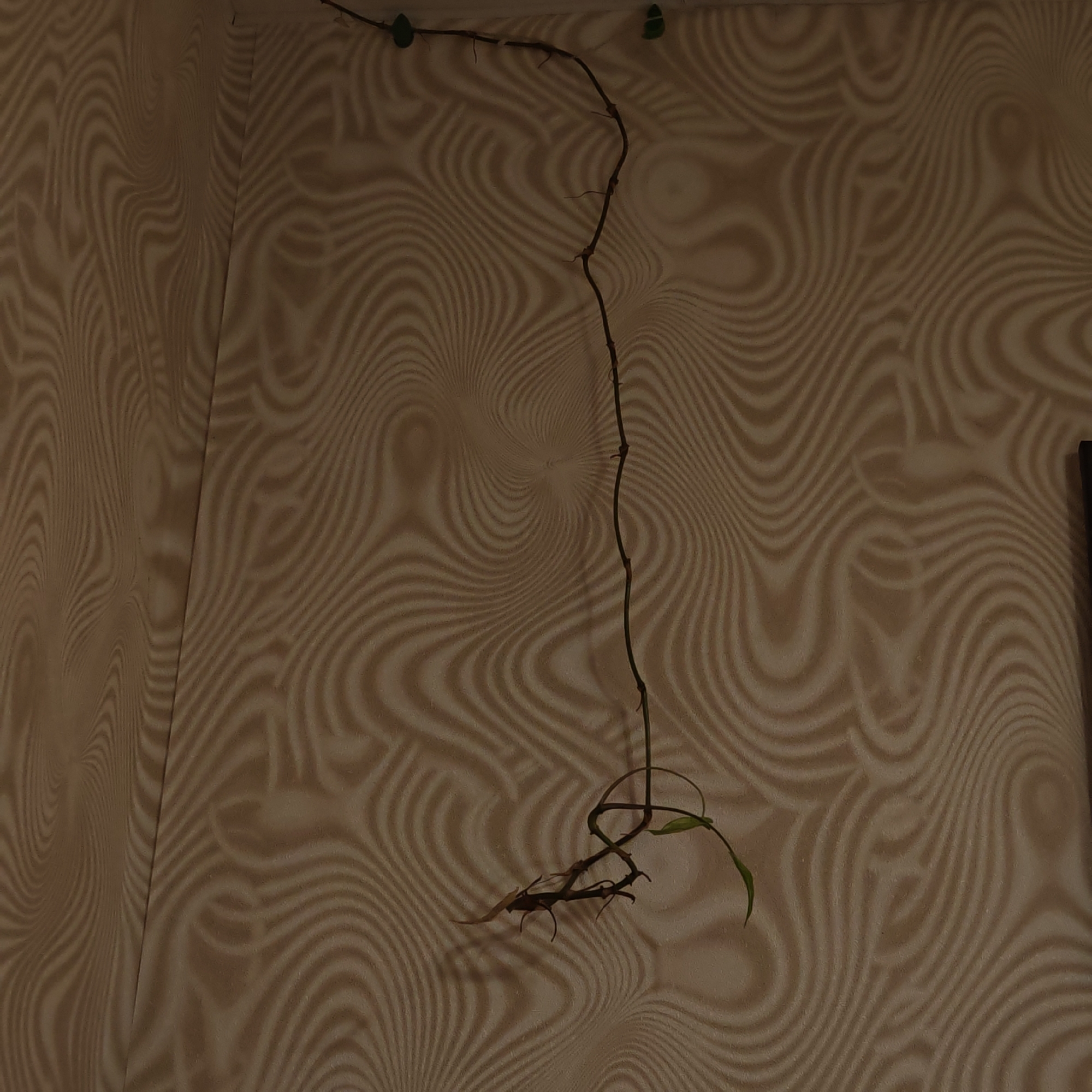The image shows a plant stem affixed to a wall with what appear to be green clips. The stem extends vertically and then terminates in a cluster of dried leaves and roots. The wallpaper features a wavy, textured pattern in shades of beige and brown. The location in Ketoshi, Russia is unknown and cannot be determined from this image.