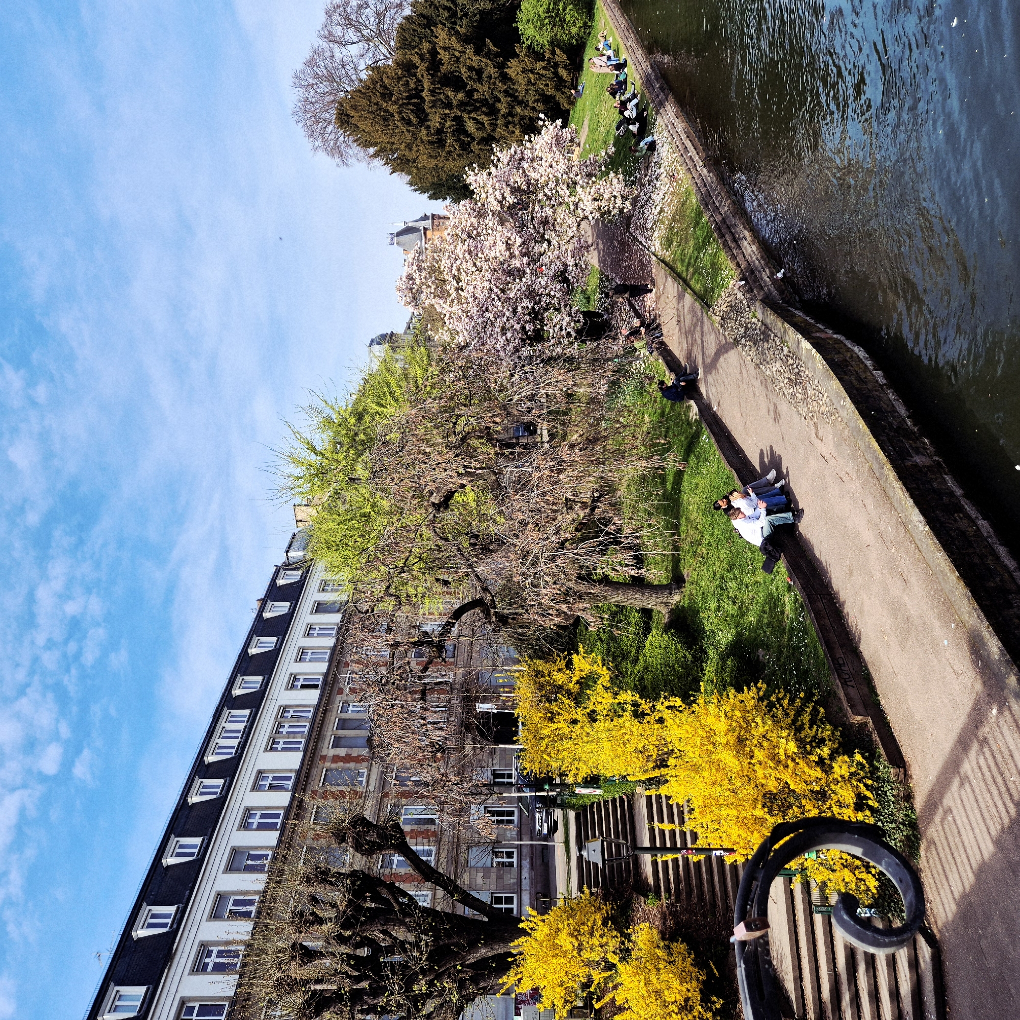 This image depicts a vibrant spring scene along the Quai Mullenheim in Strasbourg, France, facing buildings along the Allée de la Robertsau or Avenue de la Marseillaise across a canal.
In the foreground to the left, a set of stone stairs ascends, bordered by dense, bright yellow Forsythia bushes in full bloom. A black metal lamppost is positioned on the stairs, and a dark, spiraled metal object, possibly a bike rack, is visible in the bottom-left corner. A paved pedestrian path runs parallel to the canal. Along this path, a low wooden retaining wall separates it from a grassy bank. Three individuals are seated on this wall in the mid-left, and one individual in a dark jacket is seated further right.
To the left of the path, a large tree with emerging green foliage and several smaller, bare-branched trees are present. To the right, a large Magnolia tree is in full bloom with numerous pink and white flowers. Beyond the Magnolia, a substantial dark evergreen tree is visible. On the grassy bank between the path and the canal, approximately 15 individuals are seated or reclining in various small groups.
The canal occupies the lower right portion of the image, displaying dark, rippled water with reflections of the sky and trees. Two small white objects are visible floating near the water's edge.
In the background, across the canal, a multi-story building with a dark mansard roof and numerous white-framed dormer windows extends horizontally. The building features white facades on its upper levels and a reddish-brown brick pattern on lower sections, partially obscured by trees. Various windows are visible, some with closed white blinds. A black sedan is partially visible parked on a street behind some trees. The sky is bright blue with scattered white, wispy clouds.