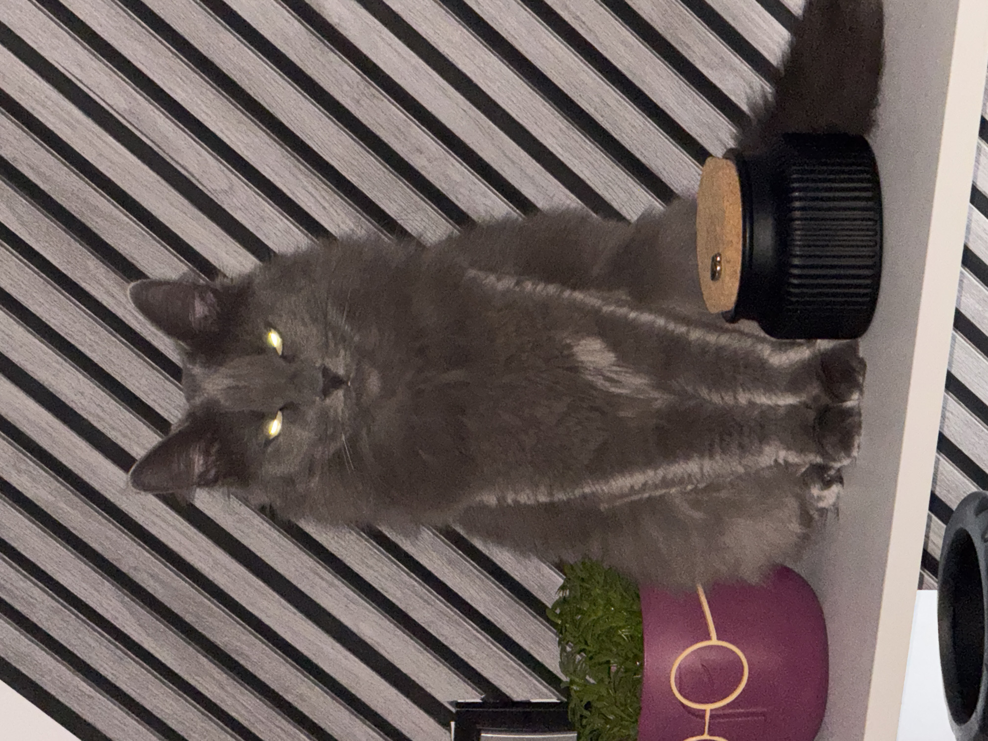 A dark grey, long-haired cat is the central subject, lying down and looking directly at the viewer. Its eyes are brightly reflecting light, appearing as intense glowing yellow-green ovals. The cat's fur appears thick and plush.
The background features a prominent pattern of alternating black and light grey diagonal stripes, resembling a decorative wall panel or textured surface. To the right of the cat's tail (in the current orientation), there is a black cylindrical object with a ribbed texture and a light-colored, possibly cork, top. Below the cat, a vibrant purple pot adorned with a golden abstract design holds a green plant, which appears to be artificial foliage. A white vertical surface, possibly a shelf or a furniture panel, is visible along the far right edge of the frame.
The overall lighting appears dim, contributing to the strong eye reflection from the cat. The cat seems calm and observant. There is no visible text in the image. The image is presented rotated 90 degrees counter-clockwise from what might be its natural upright orientation.