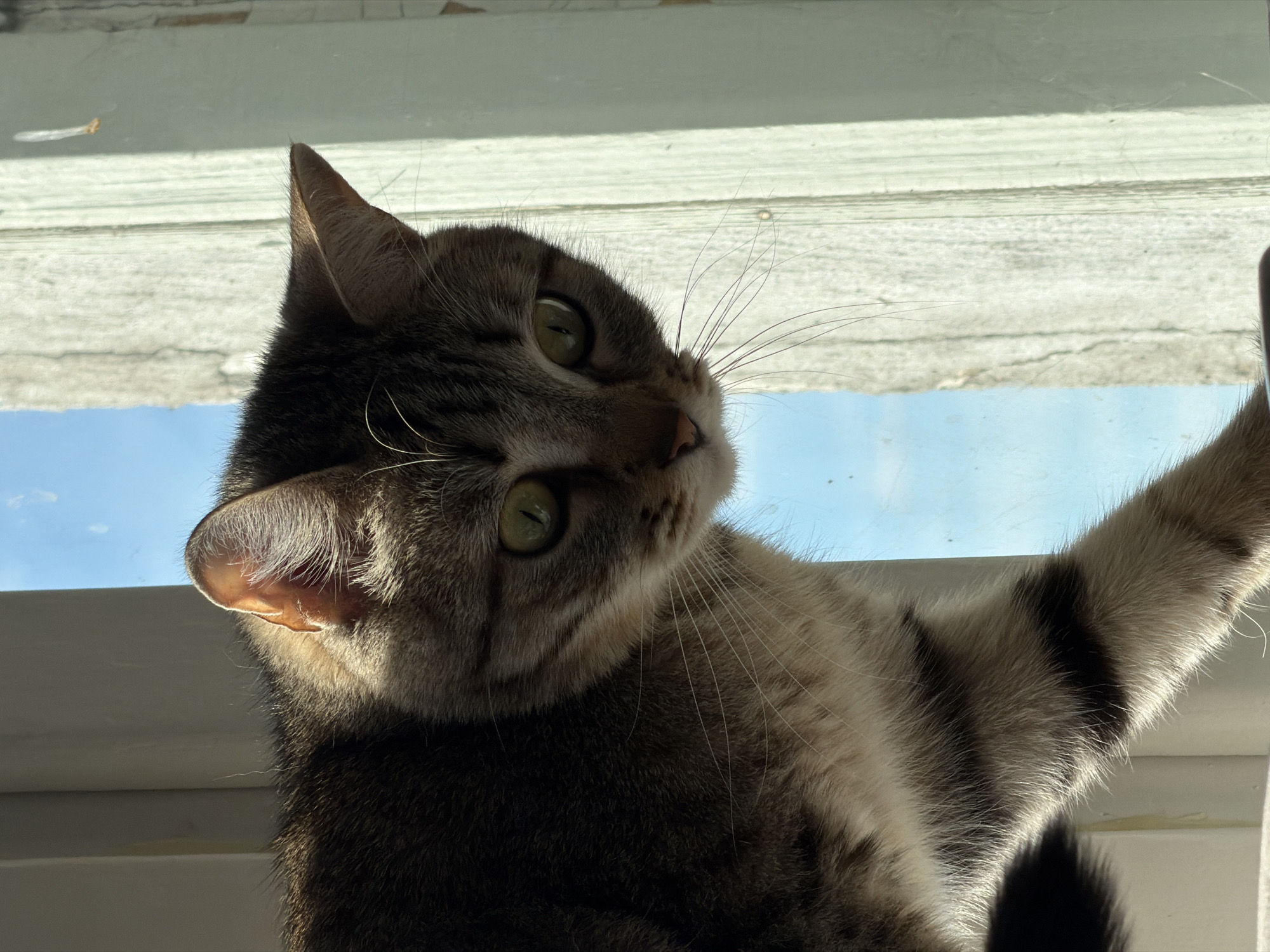 A close-up shot captures a tabby cat's head and front leg, positioned by a window. The cat, with its green eyes and striped fur, looks upwards and to the right, its ears perked. Sunlight illuminates the cat from the side, highlighting its fur and casting shadows. Through the window, a bright blue sky is visible, suggesting a clear day. The background consists of horizontal white blinds. The cat appears alert and curious, possibly observing something outside. The scene is likely indoors, near a window, with the sun shining through. The image does not contain any visible text.