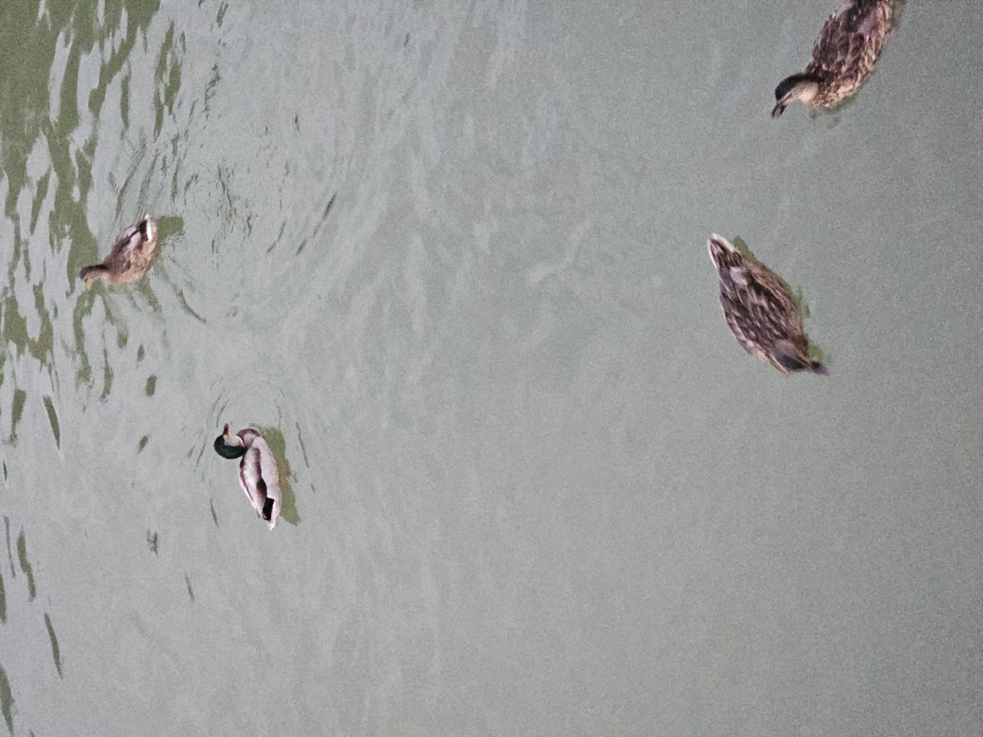 The image shows four ducks swimming in a body of water, likely a pond or lake. One duck, on the left side of the image, is a mallard with its characteristic green head. Another duck is further up and to the right, appearing to be a female mallard or another species of duck with brown and white plumage. Two other ducks are in the lower part of the image, both appearing to be brown and mottled, possibly young ducks or female mallards. The water is a muted green-grey color with ripples and reflections. The background is out of focus, suggesting it might be a natural setting with some distant foliage. There are no people or man-made structures immediately visible in the frame. The location in Cherkessk, Russia, is not discernible from the visual information provided in the image.