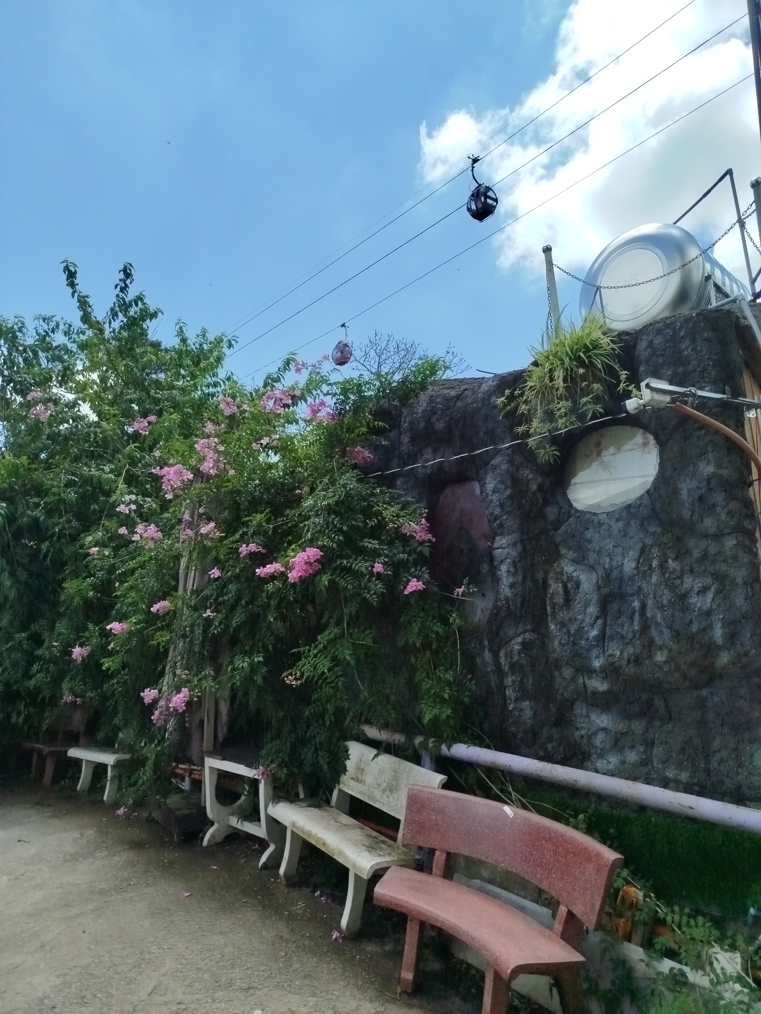 A cable car gondola is seen suspended from wires against a partly cloudy blue sky in Da Lat, Vietnam. Below the gondola, a large, textured stone wall forms the backdrop for a vibrant green bush with clusters of pink flowers. Several concrete benches are arranged in front of the foliage, with a red curved bench prominently positioned in the foreground. The ground appears to be a dirt path.