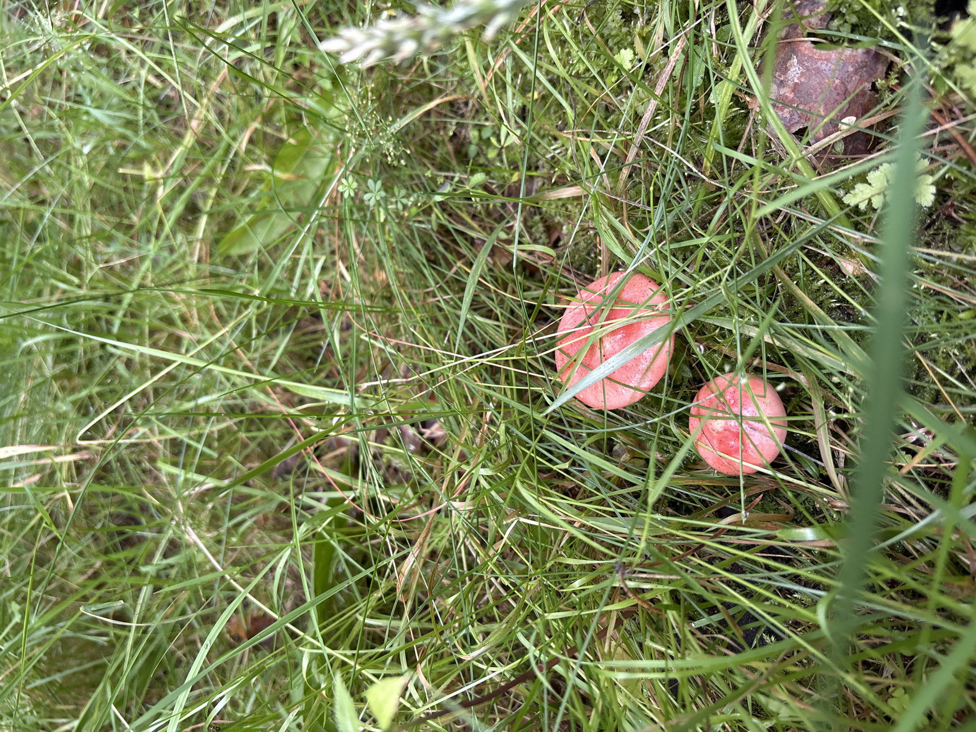 The image shows a close-up view of two small, pink mushrooms nestled among dense green grass. The mushrooms have rounded caps and appear to be of similar size, with one slightly larger than the other. The surrounding environment is predominantly grass with some fallen brown leaves visible in the background. The lighting suggests an outdoor setting, possibly a damp or shaded area given the rich green color of the grass. The perspective is from above, looking down into the grass. The location of Павловская Слобода, Russia is not visually represented in the image itself.