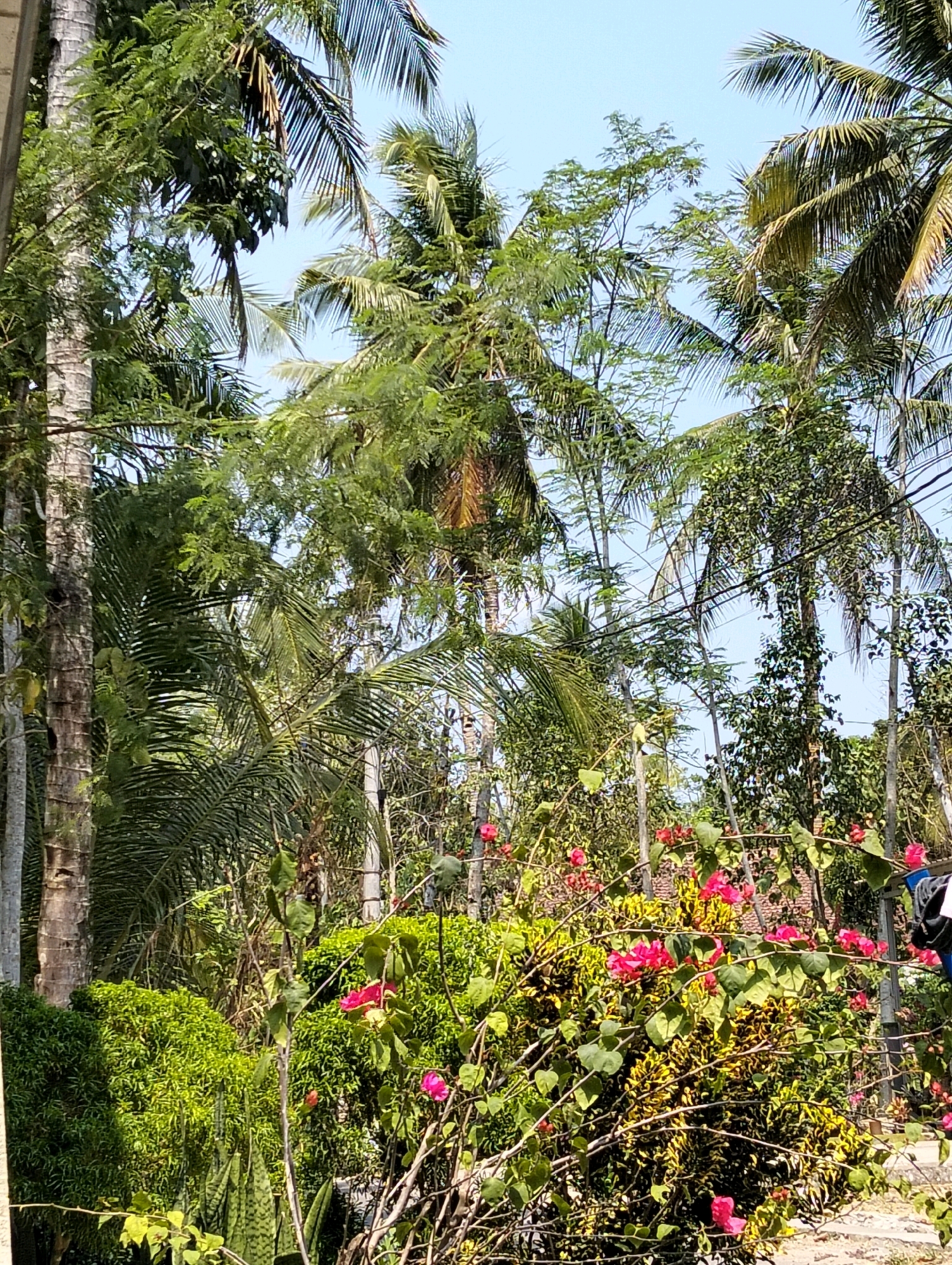 The image depicts a lush garden with dense foliage and several palm trees under a clear blue sky. In the foreground, vibrant pink bougainvillea flowers bloom, interspersed with yellow and green patterned leaves. The middle ground is filled with various green shrubs and plants, including what appears to be a snake plant. In the background, tall palm trees dominate the scene, their fronds reaching towards the sky. Power lines are visible crisscrossing through the upper portion of the frame. The scene appears to be a residential garden in Tipar, Indonesia, characterized by its tropical vegetation and bright, sunny weather. No people are clearly visible in the image.