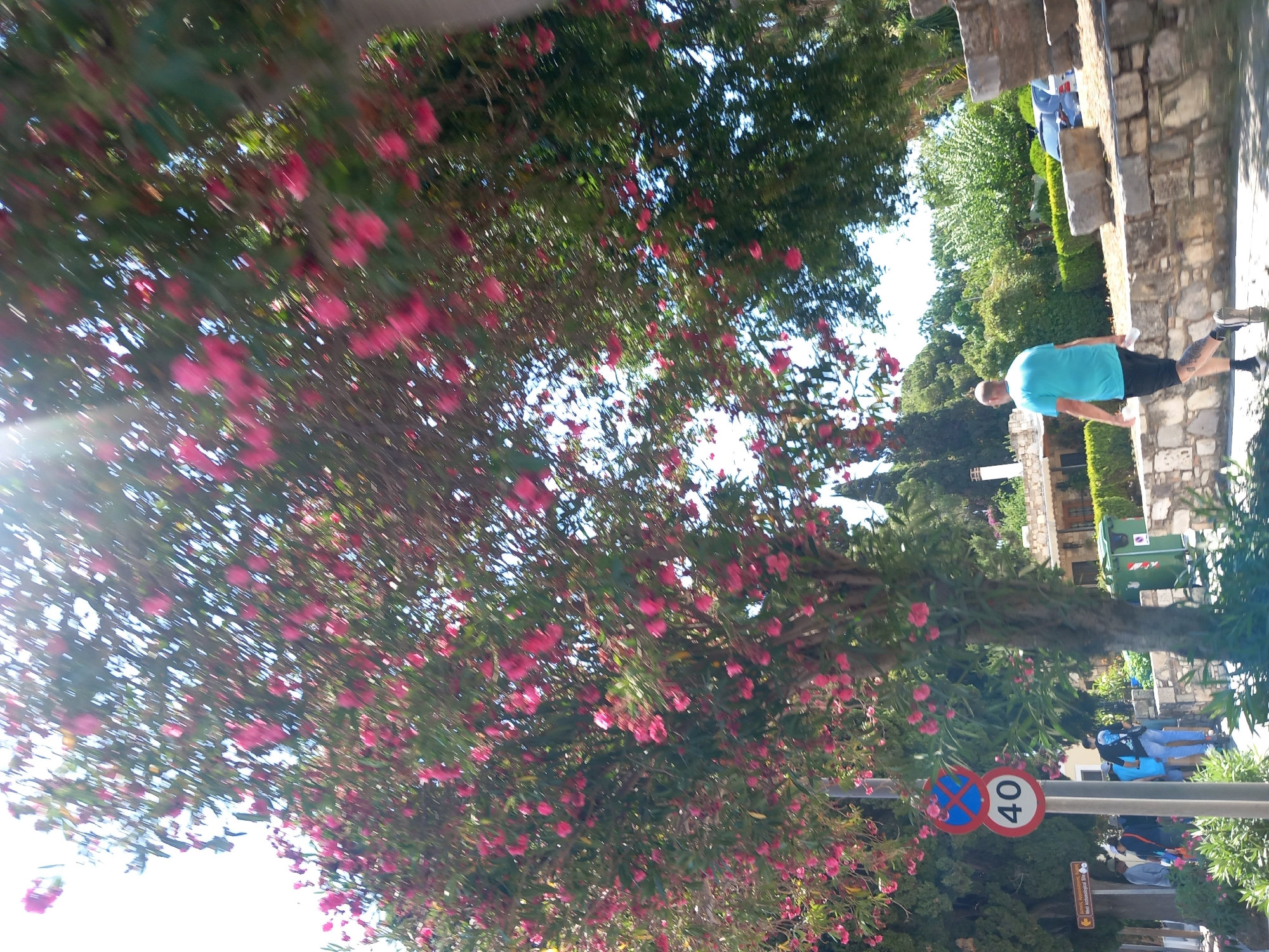 The image shows a street scene in Kos, Greece, on a sunny day. A man wearing a turquoise t-shirt and black shorts is walking to the right. He has a tattoo on his left leg and is holding a white bottle in his right hand. Behind him, there is a low stone wall and some greenery. In the background, there are buildings, trees, and cars. A speed limit sign with "40" is visible on the left, along with a no-parking sign above it. A large tree with pink flowers is in the foreground, casting shadows on the ground. Several people are walking on the sidewalk in the background, near the sign. The overall impression is a typical street scene in a Mediterranean town.