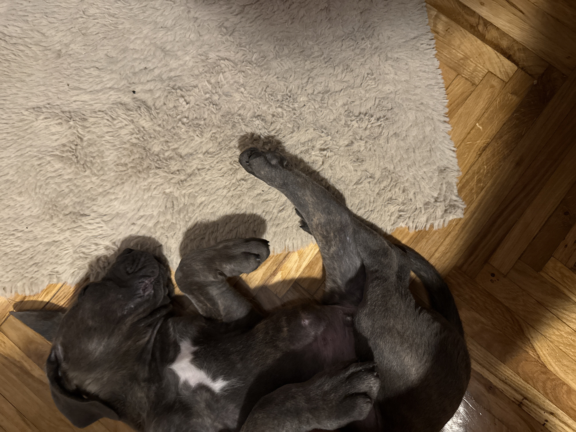 The image shows a grey brindle dog, likely a puppy, sleeping on its back on a plush, light-colored rug. The dog has a white patch of fur on its chest and appears to be a pit bull-type breed. Its paws are splayed out, and its head is resting on the rug. The background consists of polished wooden flooring laid in a herringbone pattern. The scene is indoors, and no specific landmarks of Apatin Municipality, Serbia, are visible. The lighting suggests it is either nighttime or an indoor setting with artificial light.