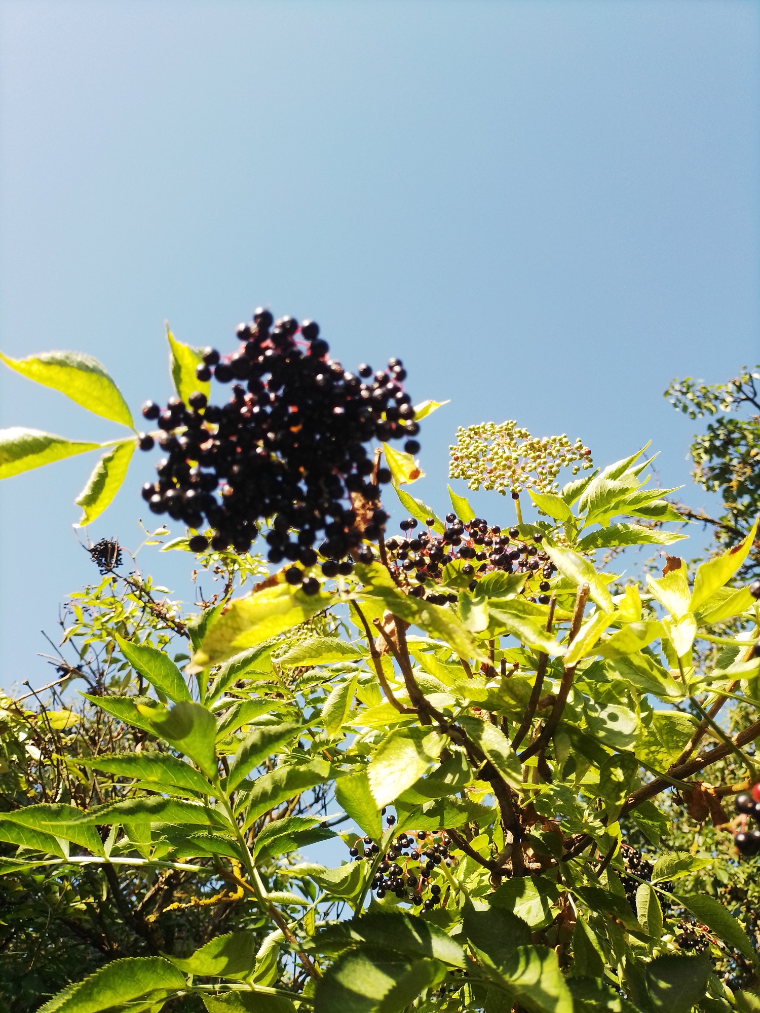 This low-angle, vertical, outdoor photograph captures a cluster of dark purple elderberries against a clear blue sky. The berries are on the branches of a bush, with green leaves visible in the foreground and midground. Some of the berries are ripe and dark, while others, particularly on a cluster to the right, appear to be small and green, indicating they are still developing. The lighting suggests it is daytime, with sunlight highlighting the leaves and berries. The scene is located in Ustyvytsia, Ukraine. There are no people or animals visible in the image.