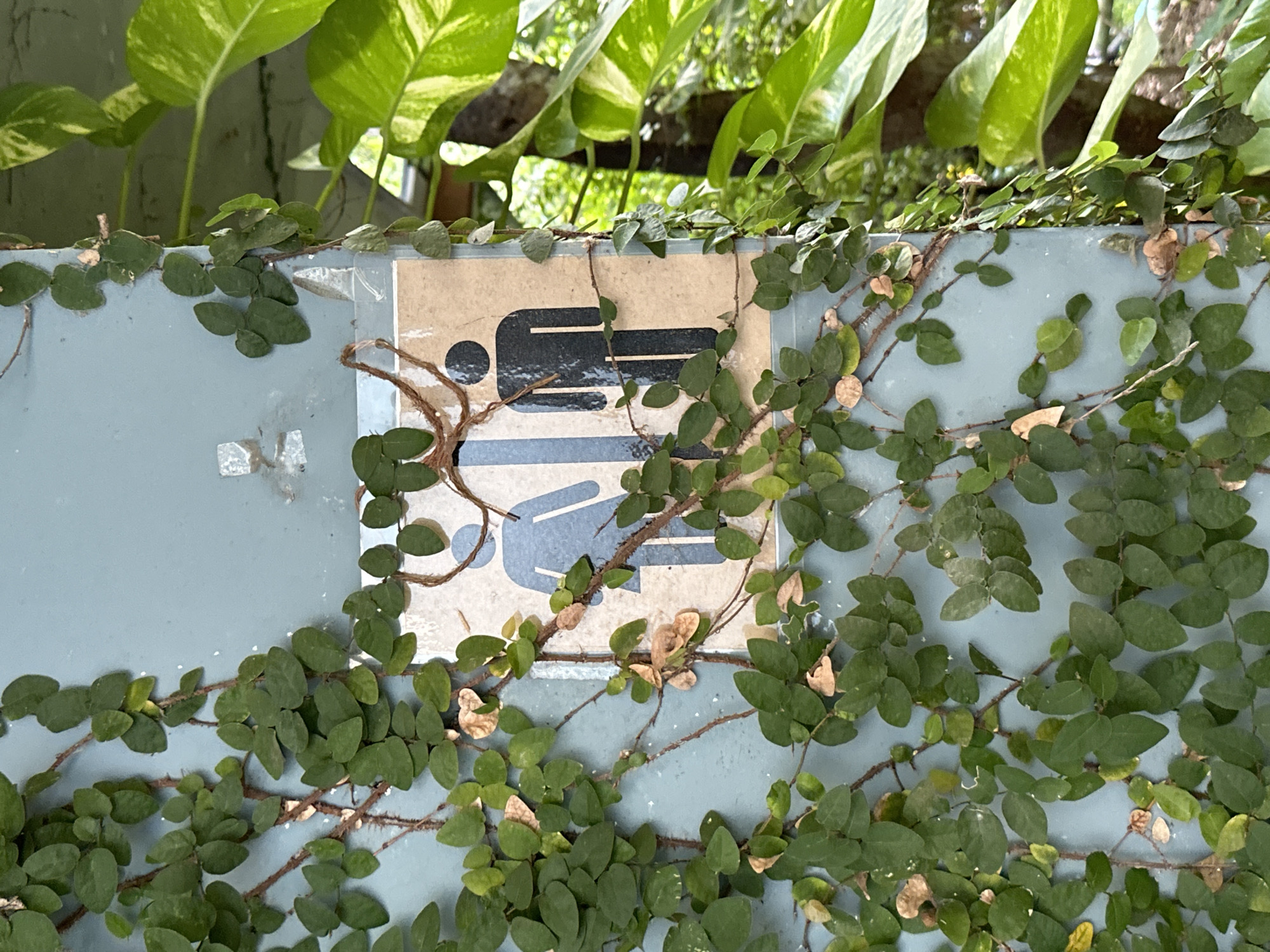 A restroom sign, depicting a horizontal figure above a vertical figure, is affixed to a pale blue wall covered in climbing vines with small, rounded green leaves. The sign is cracked and appears aged. The wall also has some small areas with residue or adhesive remnants. Lush green foliage of another plant species is visible above the wall. The photo likely depicts an outdoor restroom location in Bang Khonthi, Thailand.