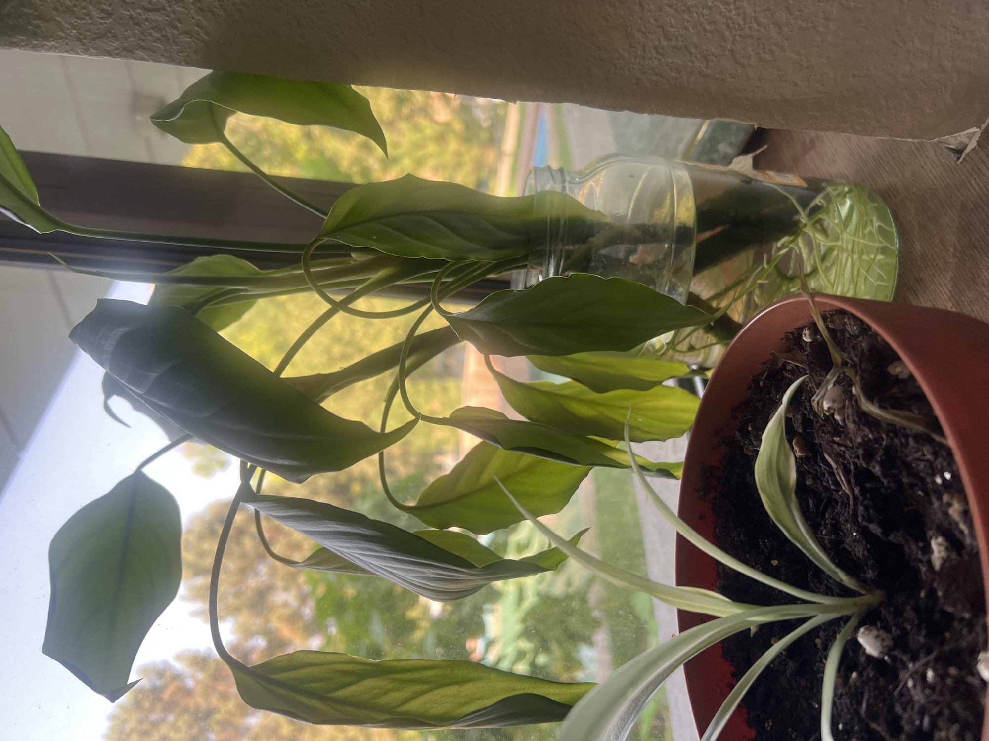 Two houseplants are visible on a wooden surface near a window. In the foreground, a small spider plant in a terracotta pot has several green and white striped leaves. To the right, a larger plant, possibly a peace lily, is in a glass jar filled with water, showing developed roots. The leaves of this plant are drooping. Through the window, blurred autumn foliage and a hint of a blue swimming pool are discernible, suggesting an outdoor environment. The lighting indicates it is daytime, possibly late afternoon, with the sun filtering through the leaves.