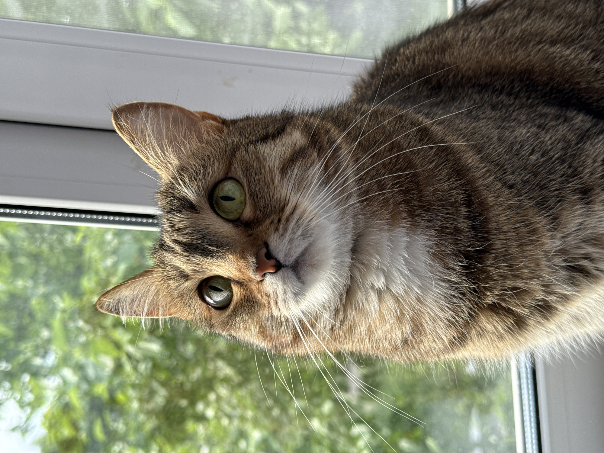 A medium close-up, low-angle photograph depicts a brown tabby cat with green eyes. The cat is positioned on what appears to be a window sill, with a white window frame visible behind its head and body. Outside the window, blurry green foliage suggests a tree or vegetation is present. The cat is looking directly into the camera. The lighting appears soft and natural. The location of the photo is not verifiable to be in the city of Chaikovsky, Russia.