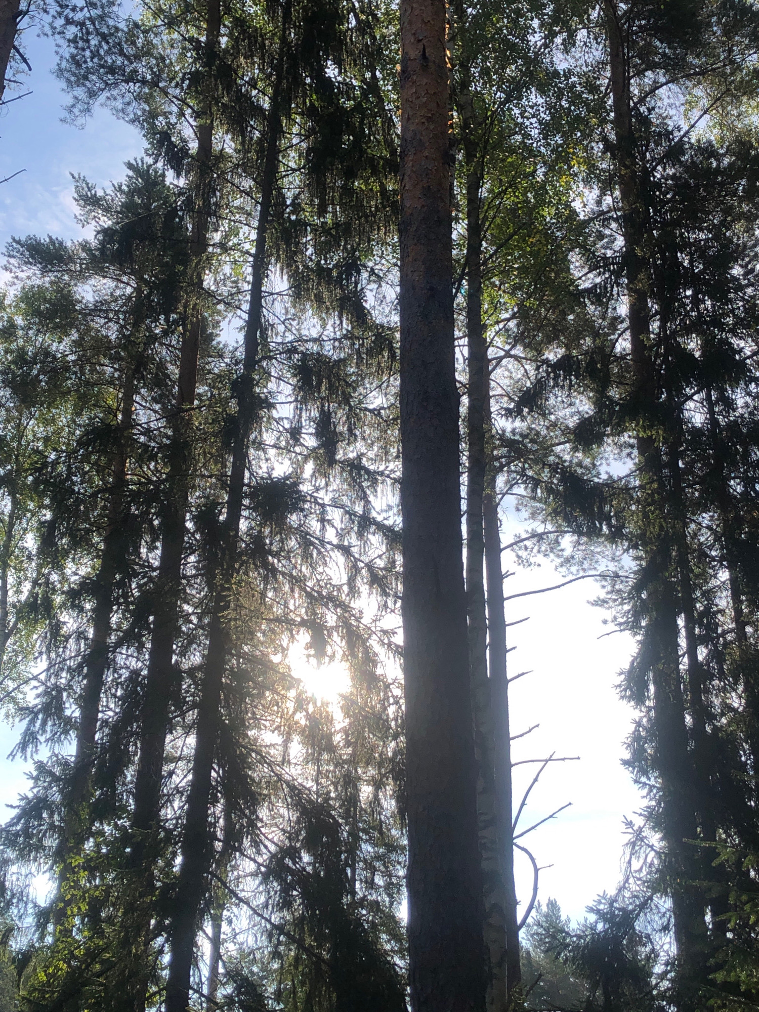 This image depicts a sunlit forest scene in Arfa, Russia. Tall trees, likely pine and spruce, dominate the frame, with their trunks reaching towards a bright, partly cloudy sky. The sunlight filters through the dense canopy, creating a dappled effect on the forest floor, which is not visible in this shot. The branches are laden with needles, and some appear to be shedding, as evidenced by hanging strands of foliage. The overall impression is one of natural beauty and a serene woodland environment. There are no people or animals visible in the image.