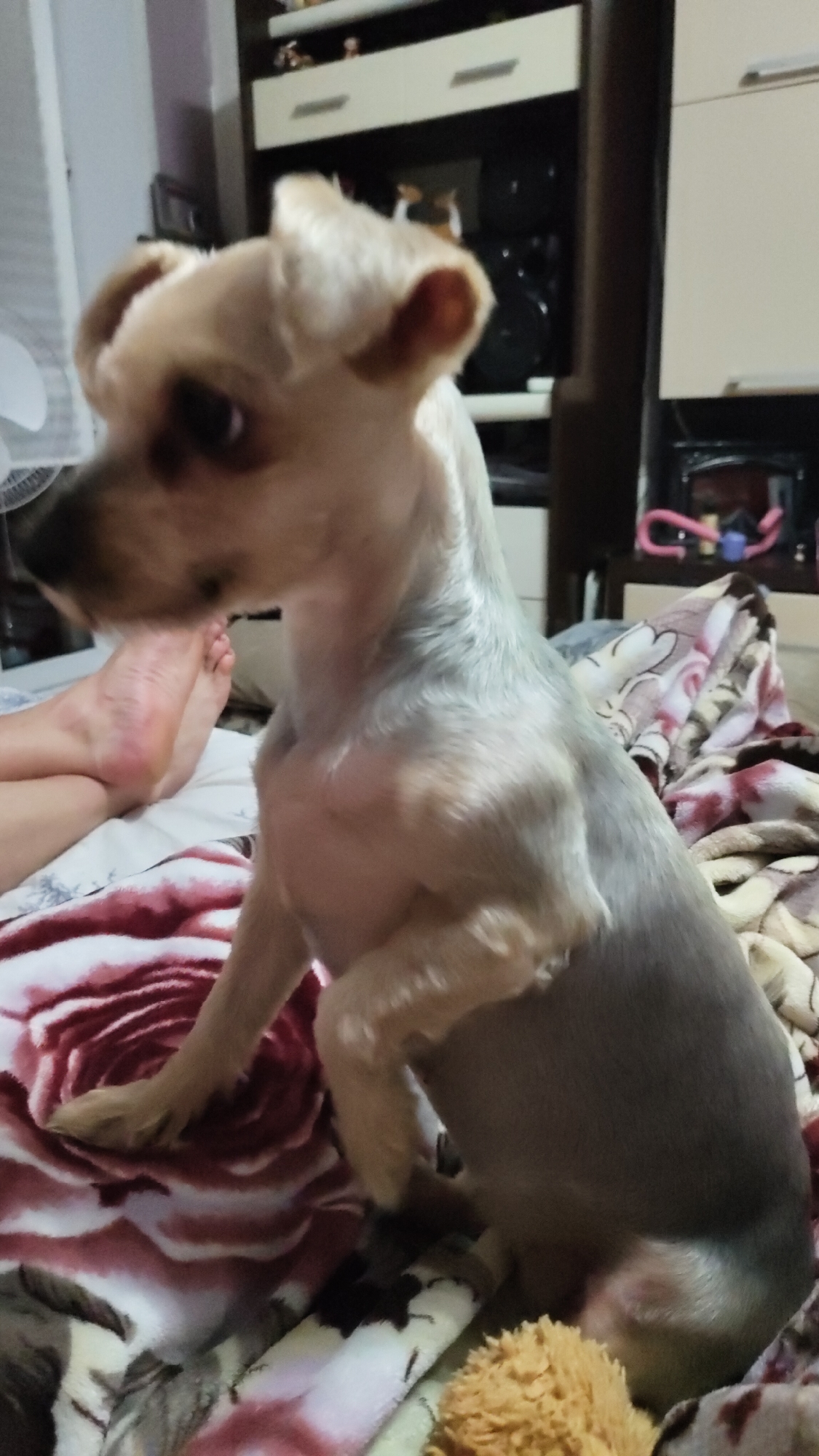 A small, light-colored dog with its head turned to the left sits on a bed. The dog's left front paw is raised. The bed is covered with blankets, one of which has a large floral pattern of red and white roses. To the left of the dog, a person's feet and legs are visible, with the feet resting on the bed. In the background, there is a dark wooden cabinet with several shelves, some of which contain items. The overall setting appears to be an indoor bedroom or living space. The image does not contain any discernible landmarks or features that would indicate its specific location within the city of Krasnoyarsk, Russia.