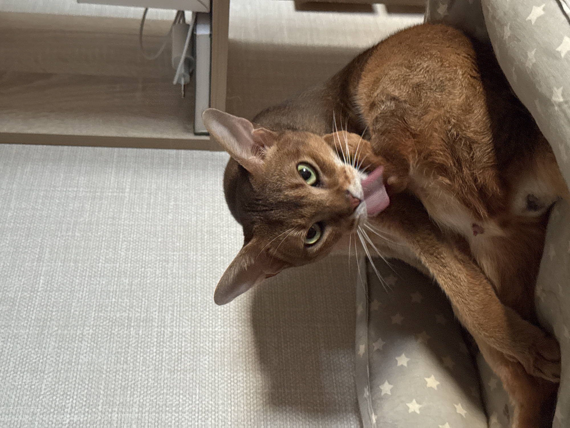 An Abyssinian cat with reddish-brown fur and striking green eyes is captured mid-grooming, with its pink tongue extended as it licks its fur. The cat is positioned on its side, partially nestled in a grey pet bed or blanket adorned with white star patterns. Its head is tilted upwards, and its long white whiskers are prominent.
In the background, a light-colored textured surface, possibly carpet or a rug, extends to the left. A wooden furniture piece, likely a shelf or cabinet, is visible behind the cat's head. Cables and what appears to be a power adapter are faintly visible behind the furniture, suggesting an electronic setup. The lighting indicates an indoor setting, likely illuminated by daylight or artificial lights. The overall color palette is warm, with the cat's rich fur contrasting with the neutral tones of the surroundings and the patterned pet bed. There is no visible text in the image. The scene takes place indoors in Chaikovsky, Russia.