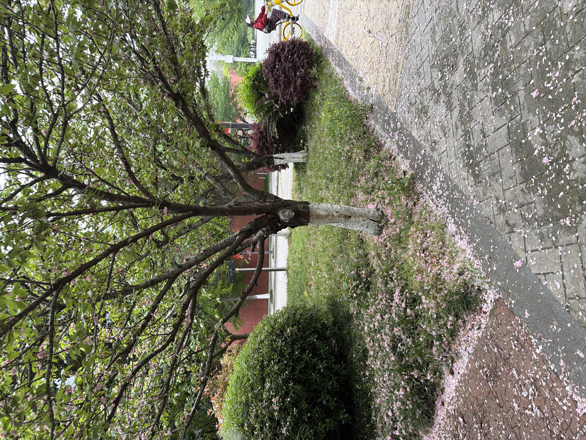The image depicts a tree with a whitewashed trunk in Jiangning District, China. Pink blossoms are scattered on the ground and pavement. A cyclist is visible in the background. Other trees and bushes are also present.