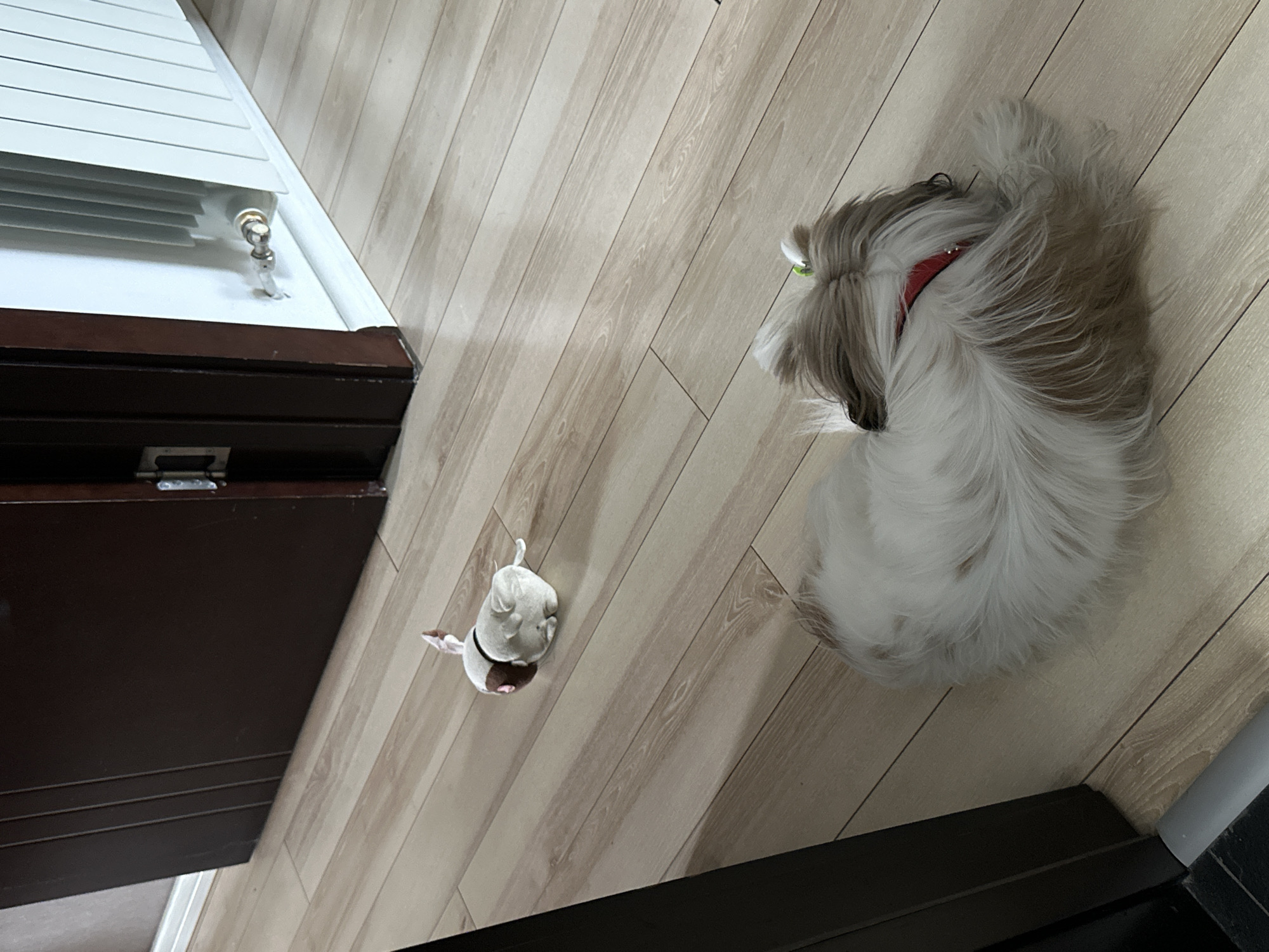 A high-angle indoor shot shows a light-colored, wood-patterned floor with a cabinet or dresser on the left and lower portion. A small, white and brown stuffed toy resembling an animal lies on the floor between the cabinet and a dog. The dog, predominantly white and brown with long fur, is curled up on the right side of the image. The scene is likely taken in a private residence. There is no information about a city, Tbilisi, or the country of Georgia, or any additional information, in the image.