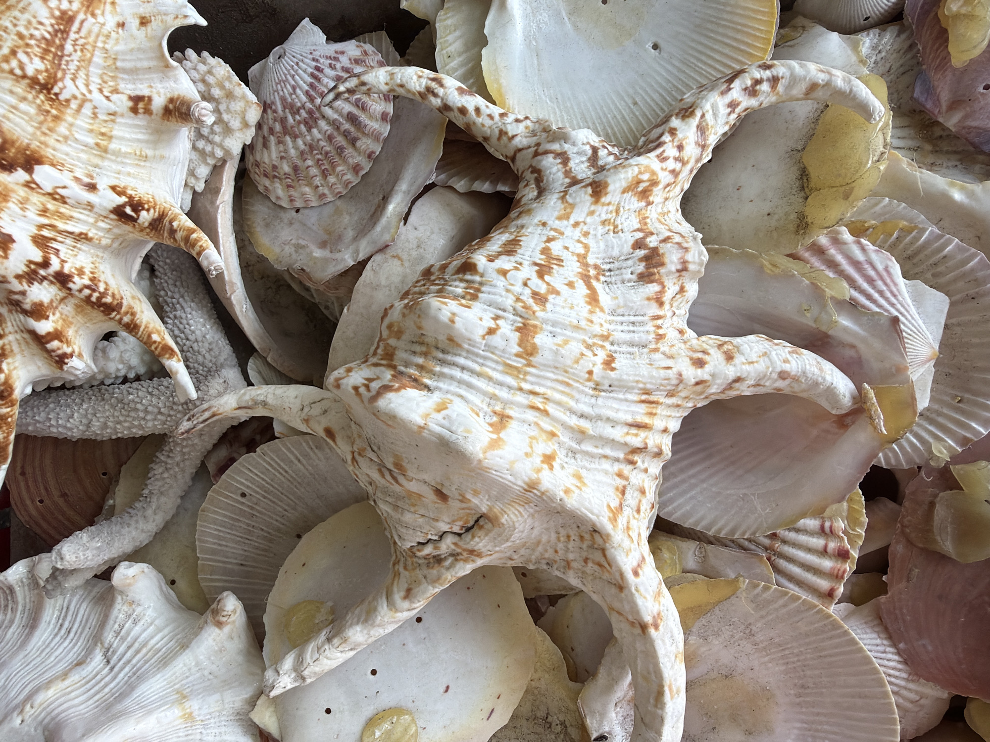 The image displays a close-up, overhead view of a collection of seashells. The shells vary in size, shape, and color, with prominent examples including a large, ornate shell with orange and white spiral patterns dominating the center, and smaller, fan-shaped shells with ribbed textures in shades of white, pink, and beige. Some shells are layered on top of each other, creating a textured and somewhat chaotic composition. Small, rough, white coral fragments are also interspersed among the shells. The lighting is bright, highlighting the textures and intricate details of the shells. There are no people visible in the image, and no specific location within Nha Trang Ward, Vietnam can be identified from the visual information provided.