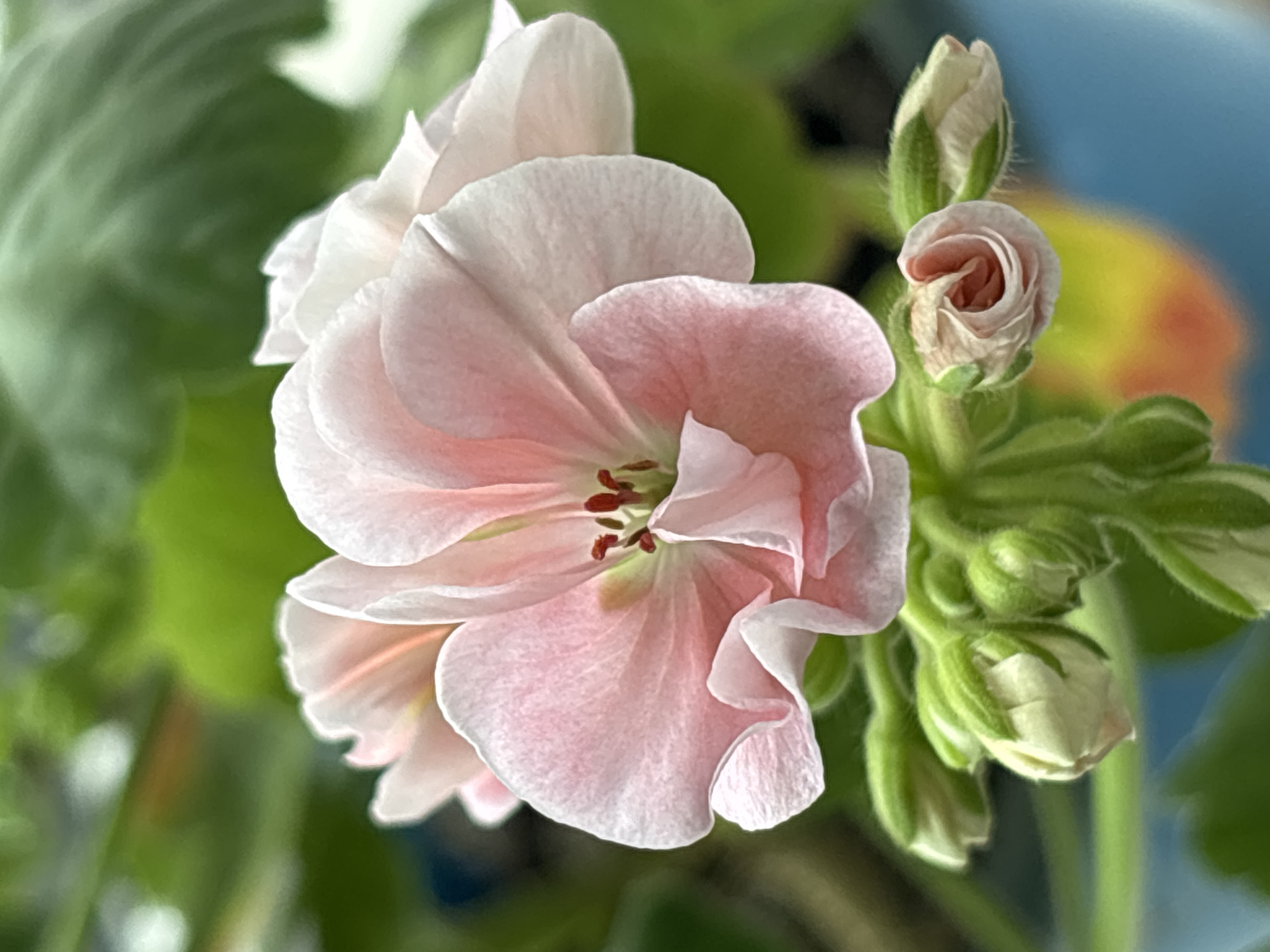 A close-up, vertical shot showcases a delicate pink geranium flower in full bloom, its petals unfurling in soft waves. The center of the flower reveals dark red stamens, providing a subtle contrast. Below the bloom, a cluster of green buds, some partially opened, are visible, hinting at future blossoms. The background is softly blurred, with vibrant green foliage and hints of blue and yellow in the distance, suggesting a natural or garden setting. The image is crisp and detailed, focusing on the textures and subtle color variations of the flower and its buds. The scene is devoid of human presence and activity. The setting is not specified as being in the city of Khimki, Russia.