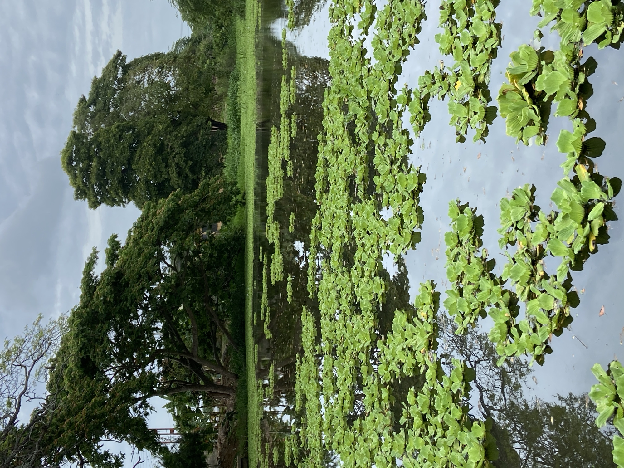 The image shows a body of water covered in aquatic plants, likely Pistia stratiotes (water lettuce), in Río Chico, Venezuela. The water reflects the sky, trees, and vegetation along the shore. On the left side of the image, a large tree with dense foliage dominates the scene, with the edge of its branches extending into the water. The shoreline is covered in short grass, creating a clear delineation between the water and the terrestrial environment. The overall impression is a tranquil and overgrown aquatic environment.