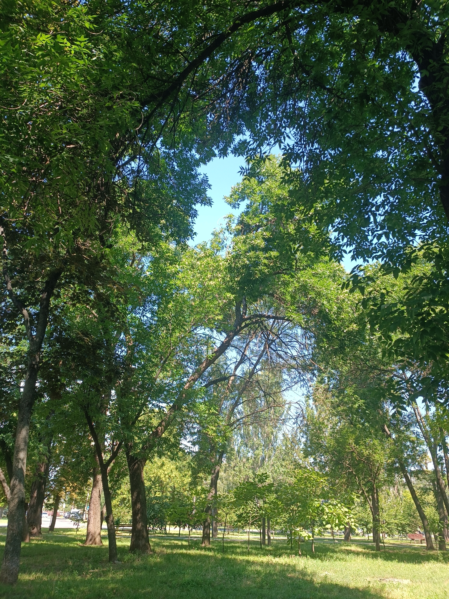 The image depicts a park scene with numerous trees, most of which are lush and green, suggesting it is springtime or summer. The view is angled upwards towards the sky, which is a clear blue. Sunlight filters through the leaves, casting dappled shadows on the grass below. In the background, there are hints of a city environment, with what appears to be a road and possibly buildings visible through the trees on the left side of the image. There are no people or animals readily visible in the frame. The overall impression is one of a peaceful, natural setting within an urban area. Based on the visual cues of the vegetation and the presence of a park with mature trees, this scene is consistent with numerous parks located within the city of Zaporizhzhia, Ukraine, which experiences a temperate climate suitable for such lush foliage during the warmer months.