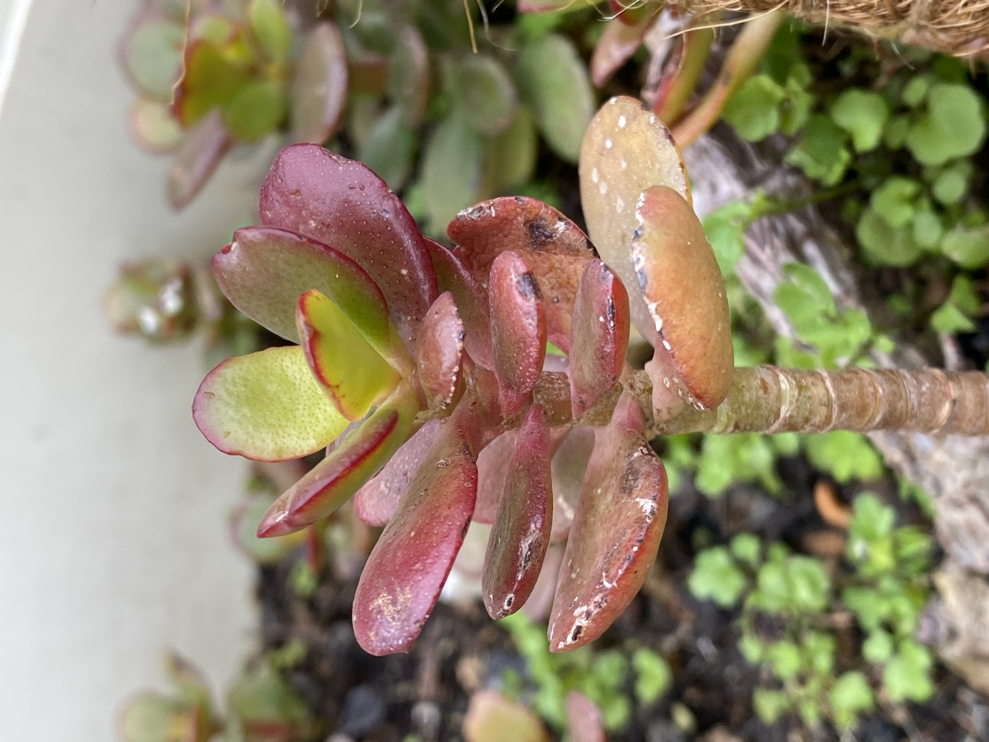 A close-up shot shows a succulent plant with red-tinged leaves. The plant is situated in soil along with other small green plants. A portion of a planter made of organic material is visible in the background. The exact location within the city of Budva, Montenegro is not identifiable from the given image.