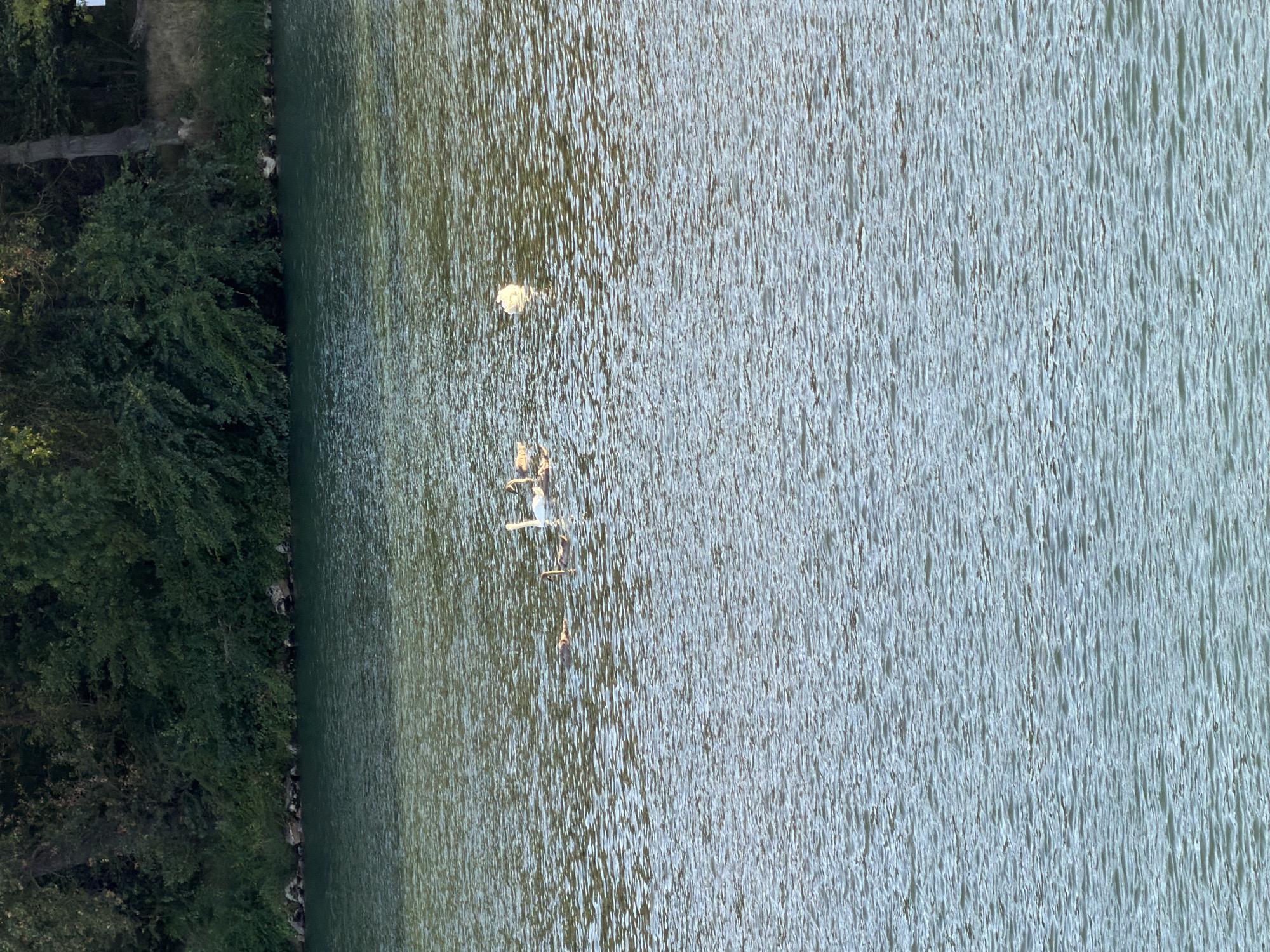 A natural body of water, likely a river or lake, with a forested bank in the background. Several birds, including swans, are swimming on the water. The water has a choppy surface with ripples. The forested bank is dense with green foliage, with some rocks visible along the waterline. The scene appears to be in a natural setting, consistent with the location of Vion, France, which is situated by a river.