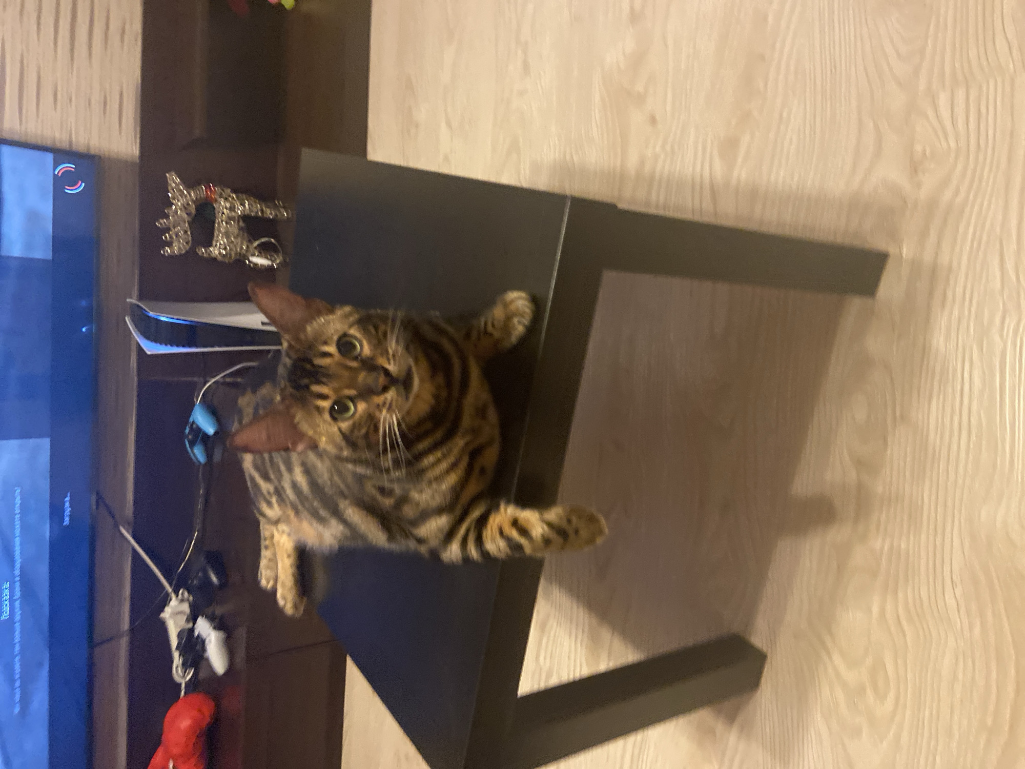 A Bengal cat with distinctive tabby markings is lying on a black coffee table in an indoor setting. The cat is facing the camera, with its head slightly tilted and its green eyes open. Its paws are extended, with one front paw resting on the edge of the table. The background shows a television screen displaying content, several video game controllers, a PlayStation 5 console, and a decorative metallic reindeer figurine. The room appears to be a living area with light-colored wooden flooring. There is no indication of the city of Surgut, Russia within the visual information provided.