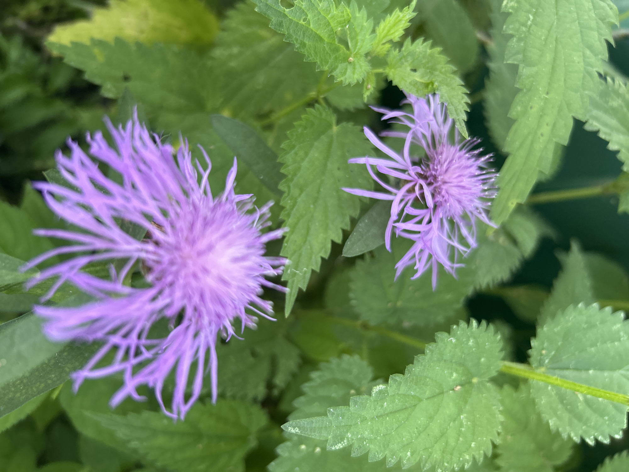 The image displays two purple thistle-like flowers in the foreground, surrounded by lush green foliage. The flowers are detailed, with a central fluffy mass and numerous delicate, spiky petals radiating outwards. The leaves are serrated and varied in shape and size, some appearing slightly lighter green, possibly indicating new growth or a different species. The overall impression is one of a natural, overgrown setting. The location is stated as Kalitsino, Russia, though the image itself provides no specific visual cues to confirm this. The lighting suggests it is daytime, possibly overcast, as there are no harsh shadows. No people or actions are depicted.