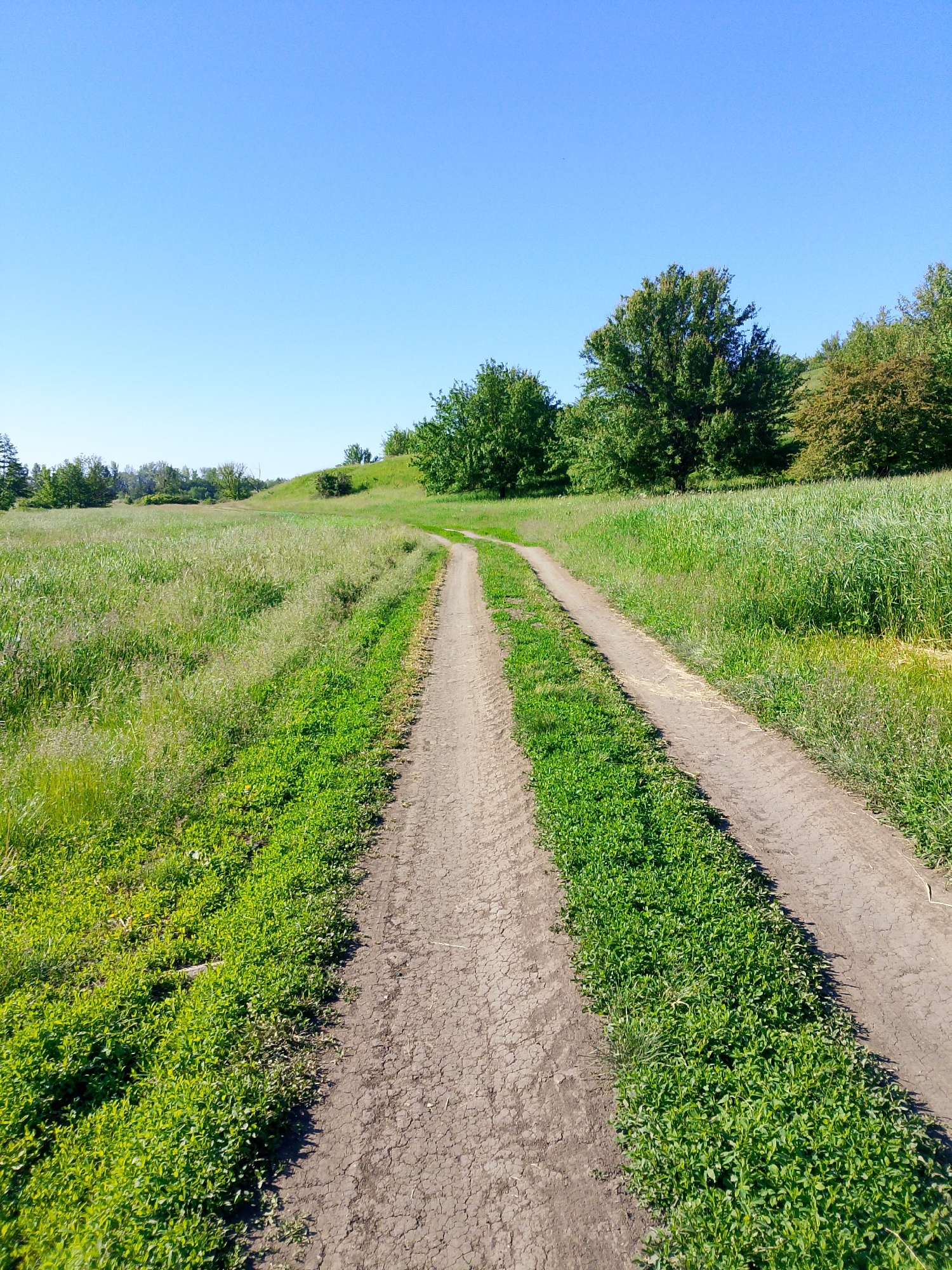 The image captures a serene rural landscape on a clear, sunny day. A dirt path, well-worn with two distinct tracks, stretches from the foreground into the distance, gently curving to the right as it approaches a low hill. Lush green grass grows abundantly on either side of the path and between its tracks, showing various textures and heights, suggesting a healthy, vibrant field or meadow. The path itself appears dry, with some cracked soil visible.
In the middle ground and background, numerous green trees with dense foliage are scattered across the landscape, framing the path and the rolling terrain. A prominent, large tree with a full, rounded canopy stands on the right side, further back. The background features more trees and a gentle grassy slope or hill.
The sky overhead is a vast expanse of bright, clear blue, completely devoid of clouds. The strong sunlight indicates it is either morning or early afternoon, casting distinct shadows and highlighting the vibrant greens of the vegetation. No people, animals, or man-made structures other than the path itself are visible. There is no visible text in the image. The overall impression is one of peaceful natural beauty and openness.