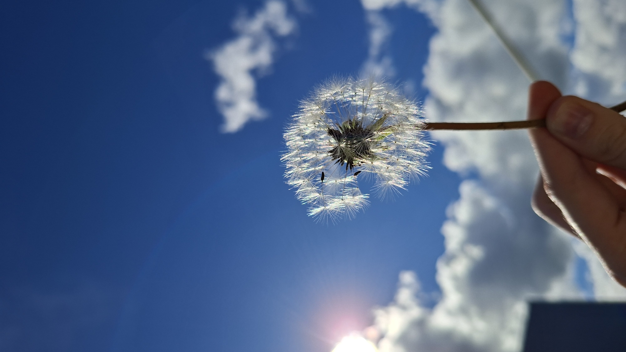 This media file presents a low-angle, close-up photograph of a dandelion seed head held against a bright blue sky with white clouds.
The primary subjects are a fully mature dandelion seed head and a human hand. The dandelion is positioned centrally, slightly to the left, and is illuminated from behind by the sun, causing its delicate white pappus (seed parachutes) to glow and appear translucent. The intricate, feathery structure of the seed head is highly detailed, with individual filaments catching the light. The hand is visible on the right side of the frame, gently grasping the slender stem of the dandelion.
The background consists of a clear, deep blue sky adorned with several soft, cumulus-like white clouds. A significant sun flare, characterized by a bright, reddish-white burst of light, is prominent in the bottom right corner of the image, indicating direct sunlight and a very sunny day. The angle suggests the photograph was taken looking upwards, enhancing the dandelion's presence against the vastness of the sky.
No specific activity is taking place other than the act of holding the dandelion. The time of day is clearly daytime, with bright sunshine. The weather is sunny with scattered clouds. No discernible emotions are conveyed, but the image evokes a sense of natural beauty and lightness. There is no visible text in the image. The external location context for this media file is Большой Букор, Russia.