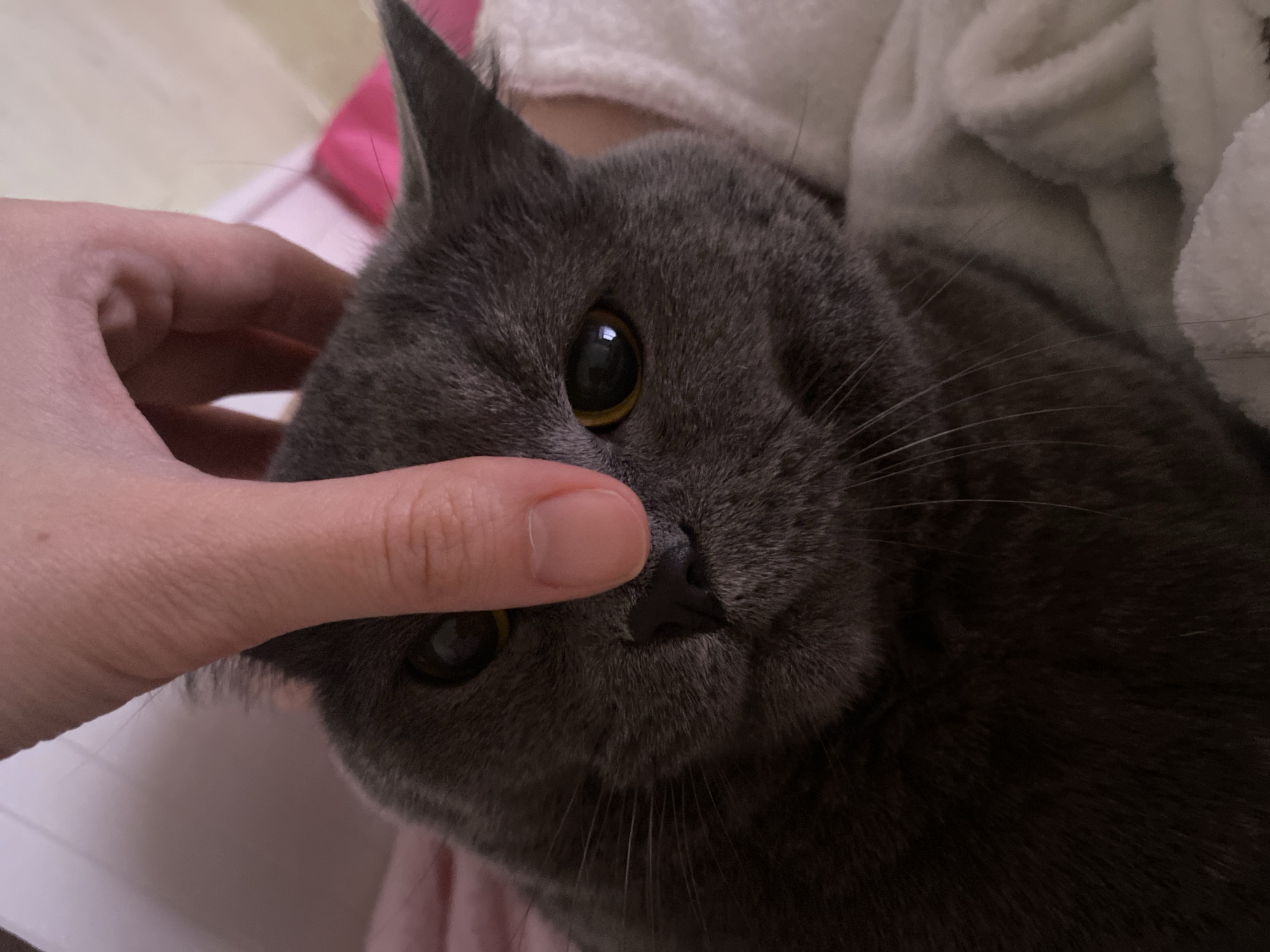 A close-up shot shows a gray cat being gently touched on its nose with a human finger. The cat has golden eyes and a black nose. The background is out of focus but appears to be soft material. The location is not discernible.