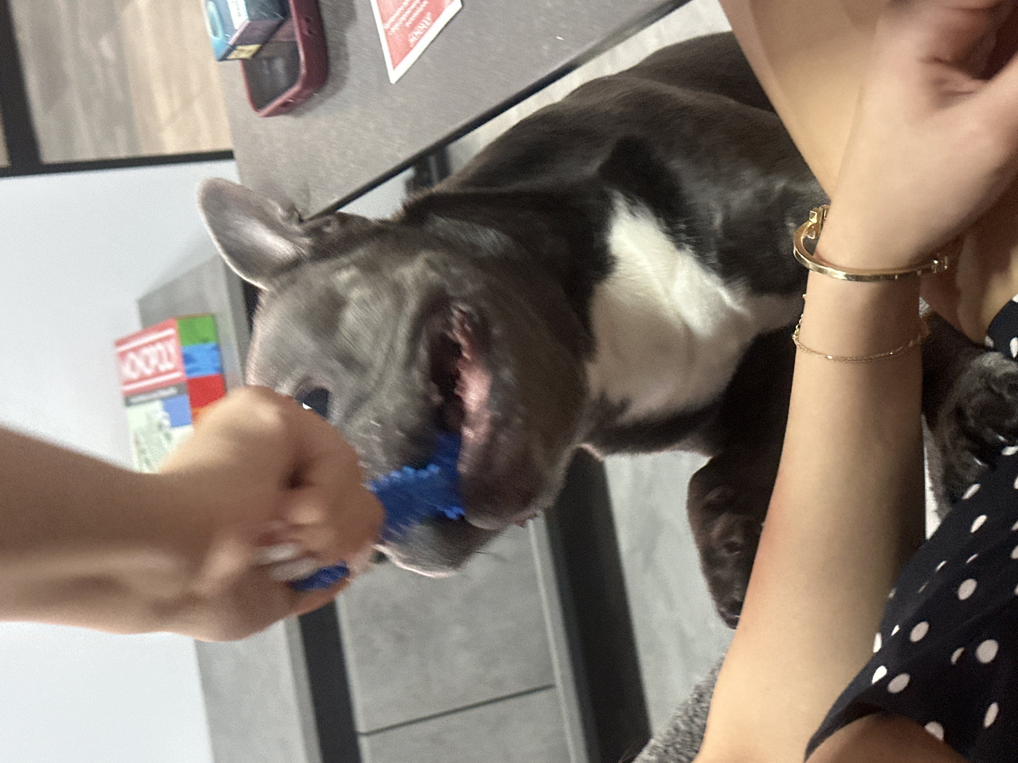 In a close-up shot of a French Bulldog playing with a blue toy, a human hand is holding the toy in front of the dog's mouth. The dog has its mouth open, with its teeth visible, and appears to be engaged in a playful tug-of-war. The dog has dark gray fur with white markings on its chest and muzzle. In the background, a Monopoly box is visible on a shelf, along with a smartphone and other items on a table. The scene suggests a casual indoor setting, possibly a living room or den. The lighting is soft and natural, highlighting the textures of the dog's fur and the human hand.