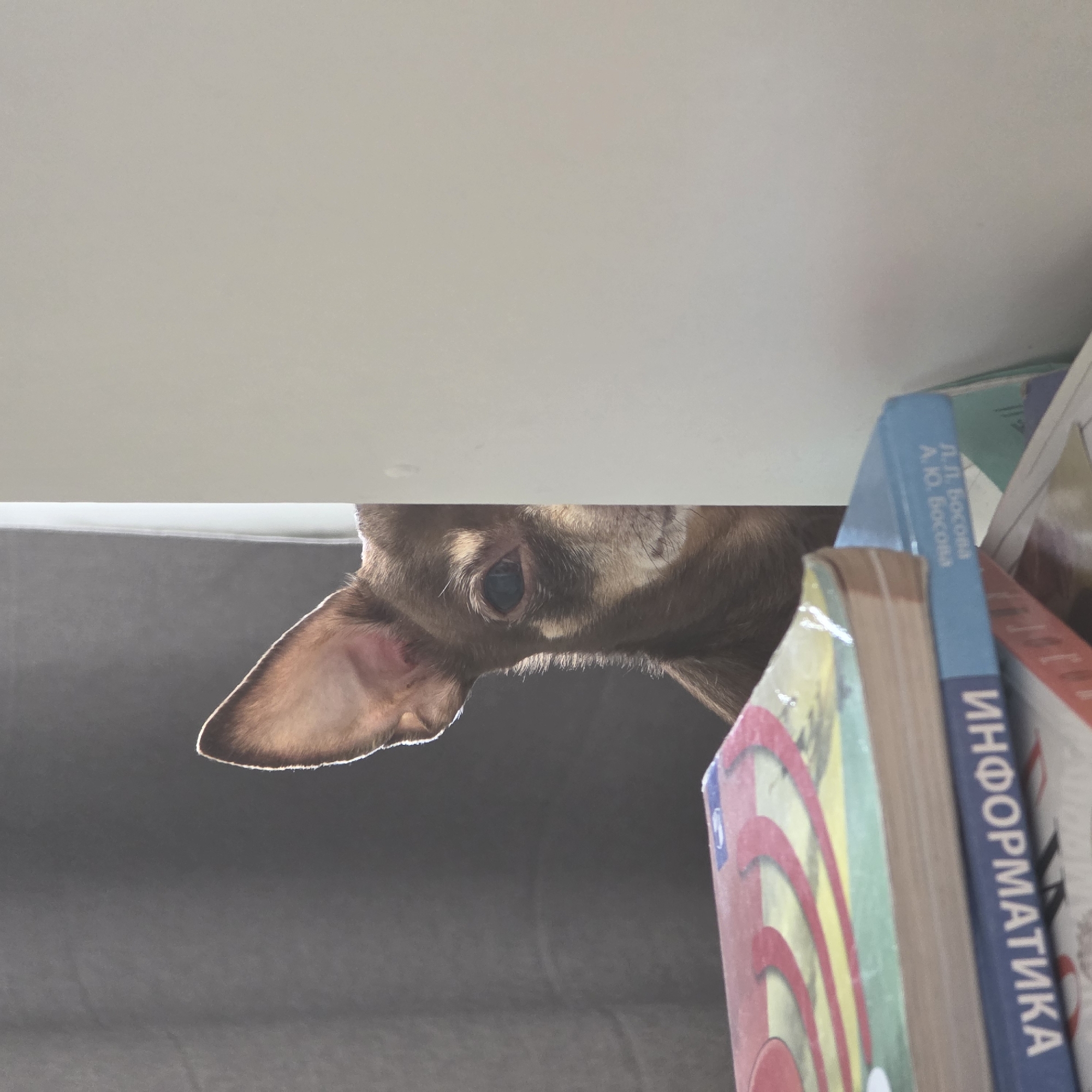 A dog is peeking from behind a shelf filled with books. The books have writing in Russian, including "ИНФОРМАТИКА" (Informatika). One book has the author's name "Д. Д. Босова А. Ю. Босова". The scene is likely indoors. There is no location information in the image to determine if it is in Saint Petersburg, Russia.