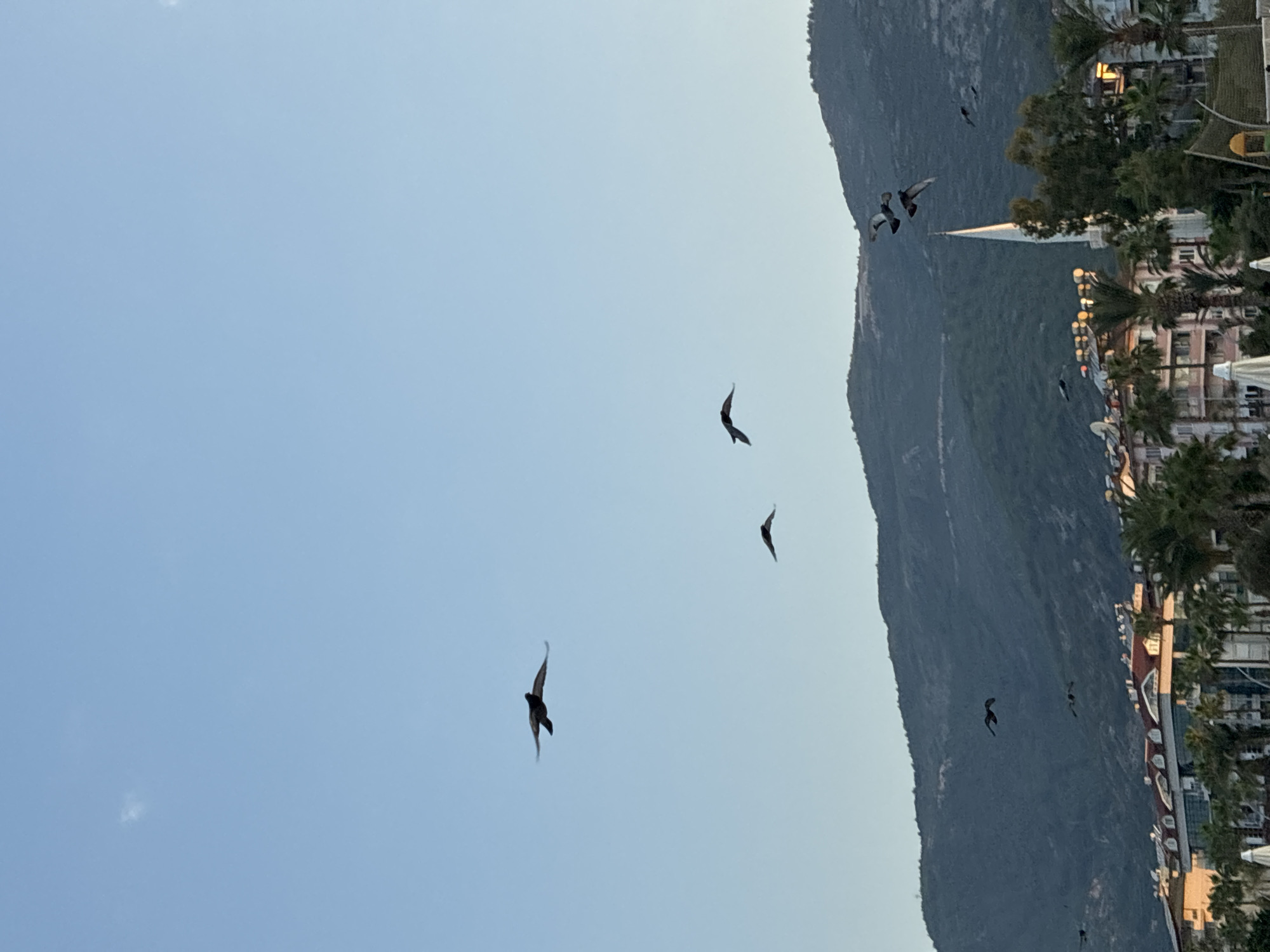 The image captures a serene evening sky over Alanya, Turkey, with a flock of birds soaring against the backdrop of a mountainous landscape. The clear blue sky is dotted with a few faint clouds, creating a soft, diffused light. Several birds, silhouetted against the sky, are in mid-flight, their wings spread wide as they navigate the air.
In the distance, a range of verdant mountains forms a majestic natural barrier, their slopes covered in lush vegetation. Below the mountains, the cityscape of Alanya unfolds. Buildings with red-tiled roofs and balconies line the waterfront, interspersed with palm trees that sway gently in the breeze. A prominent white minaret of a mosque rises above the buildings, a distinctive architectural feature of the city. The warm glow of artificial lights emanates from some of the buildings, hinting at the approaching evening.
The overall scene evokes a sense of tranquility and natural beauty, with the interplay of the sky, mountains, and urban elements creating a picturesque view of Alanya.