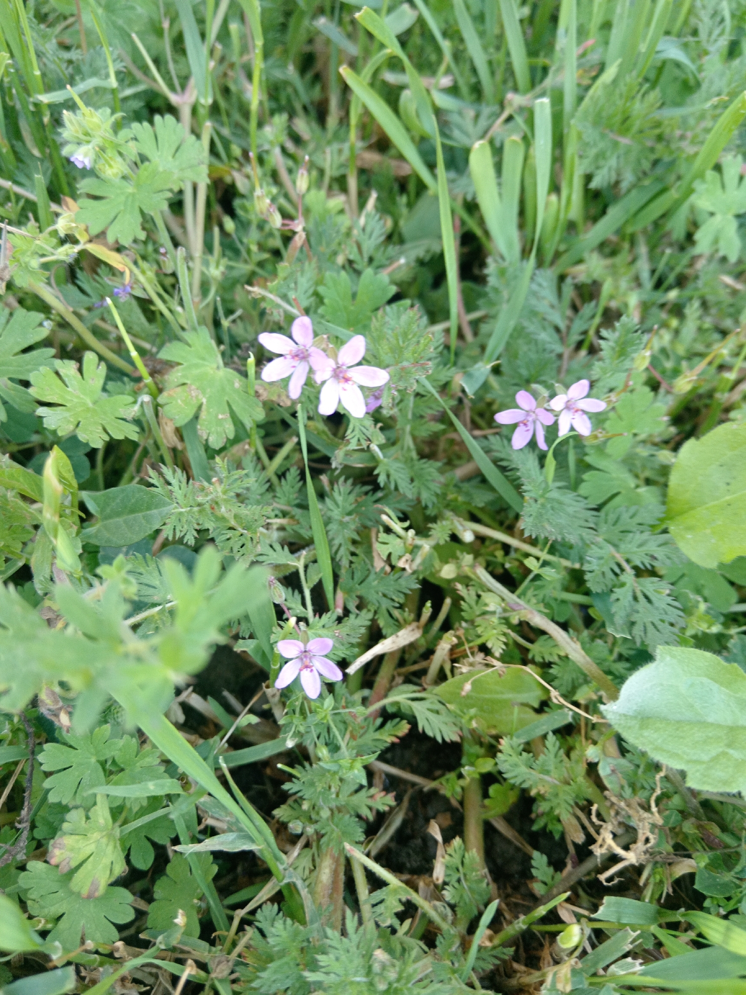 In Uchkeken, Russia, a close-up, eye-level, outdoor shot captures a patch of greenery dominated by small, delicate pink and purple flowers interspersed with various types of leaves and grasses. The focus is on the flora, with the background being a blur of more vegetation, suggesting a natural or garden setting. The lighting is natural, indicating it was taken during the daytime. There are no people or animals visible in the scene. The overall impression is one of a natural, uncultivated area in a Russian locale.