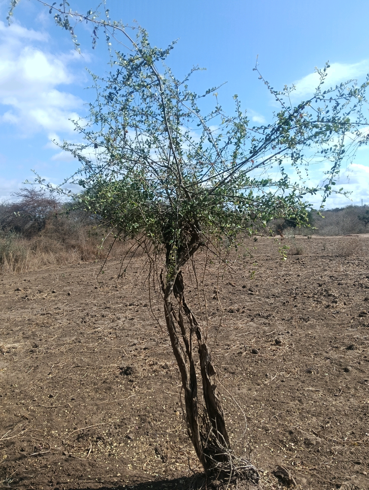 A lone, sparse tree stands in the foreground of a dry, barren landscape under a bright blue sky with scattered white clouds. The tree has a gnarled, dark brown trunk that splits into many thin, wiry branches covered in small, green leaves. The ground is dry and cracked, with patches of dry grass and scattered debris. In the background, a line of more dense, arid vegetation stretches across the horizon, with some trees appearing darker and more mature. The overall impression is one of a hot, dry climate. The location is Mutitu/Kaliku Ward, Kenya.