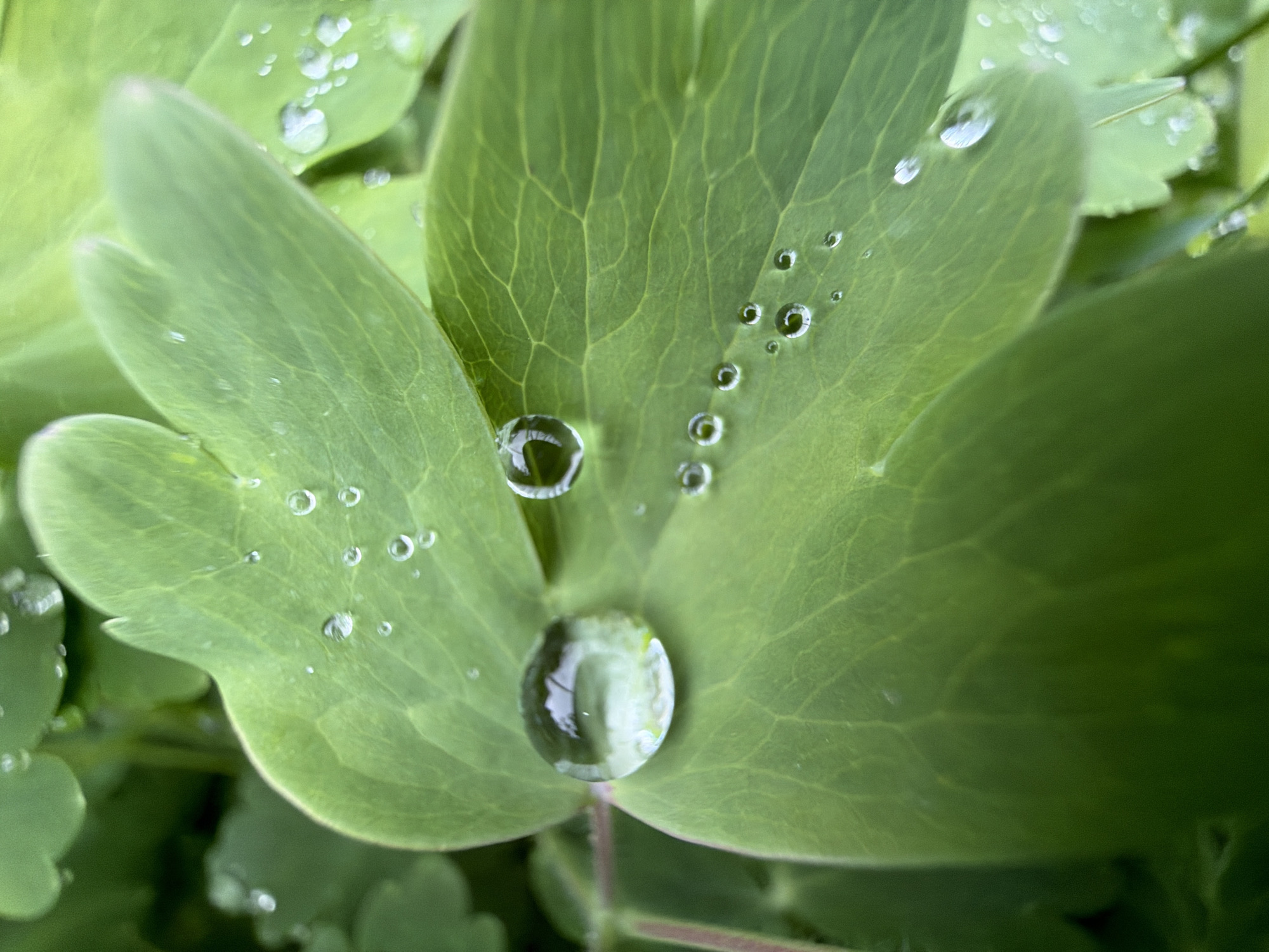A macro photograph captures a vibrant green leaf adorned with numerous clear water droplets. The leaf, possibly from a plant like columbine, features a distinctly lobed shape and visible venation, adding texture to its surface.
The central focus is a large, spherical water droplet positioned prominently near the lower-middle section of the leaf. This droplet acts as a tiny lens, reflecting the surrounding environment, primarily blurred green foliage and bright highlights, creating a distorted, inverted image within. To its upper-left, another significant droplet is visible, also showing reflections. Further up and to the right, a series of smaller, perfectly spherical droplets are aligned along a leaf vein, creating a delicate pattern. Many other minuscule droplets are scattered across the leaf surface and in the softly blurred green background.
The lighting appears diffused and soft, accentuating the clarity and reflective qualities of the water. The overall color palette is dominated by various shades of fresh green, evoking a sense of nature and tranquility. The presence of abundant water droplets suggests the time is either early morning with heavy dew or shortly after a rain shower. The setting is an outdoor natural environment, likely a garden or plant bed in Marakushi, Russia. No people or visible text are present in the image.
