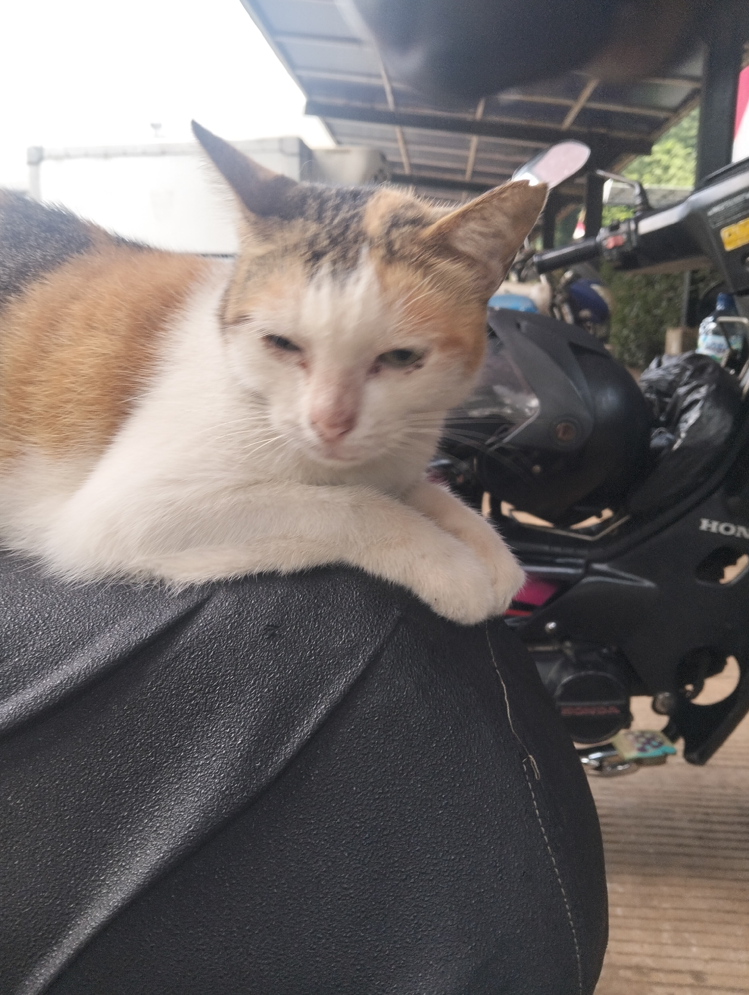 A calico cat with white, orange, and black fur is resting on a black textured surface, possibly a motorcycle seat, in an outdoor setting. The cat is positioned in the foreground, facing the camera with its eyes partially closed. Its front paws are resting on the surface. Behind the cat, a black motorcycle is visible, with parts of its fairing and a bottle of liquid on a shelf. The background suggests a covered area, possibly a garage or a carport, with some greenery and a bright sky. The scene is illuminated by natural light.