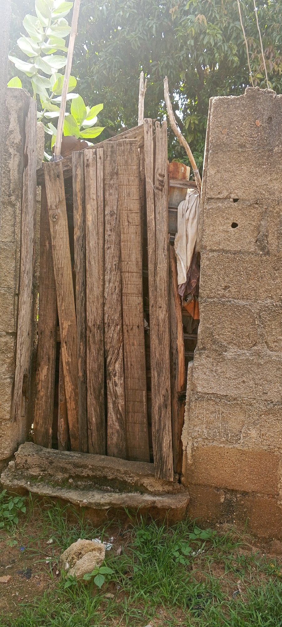 A rustic wooden gate made of uneven planks stands partially ajar, revealing a glimpse of what lies beyond. The gate is set within two rough, concrete structures, suggesting it's an entrance to a backyard or a less formal area. The wood is weathered and aged, with visible grain and knots, and some planks are cracked and slightly warped. The gate leans against the concrete wall on the right, and its left side is held by a rough, vertical wooden post.
The scene is outdoors, with lush green grass and dry earth visible at the base of the gate. Some scattered debris, including small pieces of paper and a rock, lie on the ground. Behind the gate, a large green plant with broad leaves is visible, its silhouette lit by sunlight. In the background, the dense foliage of trees suggests a tropical or subtropical environment. Faintly, a piece of draped fabric, possibly clothing, can be seen through the gap in the gate, hinting at domestic activity or storage.
The lighting indicates it is daytime, likely morning or afternoon, with bright sunlight filtering through the leaves and creating a lens flare effect in the upper left portion of the image. The overall impression is one of a simple, possibly rural or semi-urban setting in Jalingo, Nigeria. There is no visible text in the image. The weathered nature of the gate and the natural elements surrounding it evoke a sense of age and simplicity.