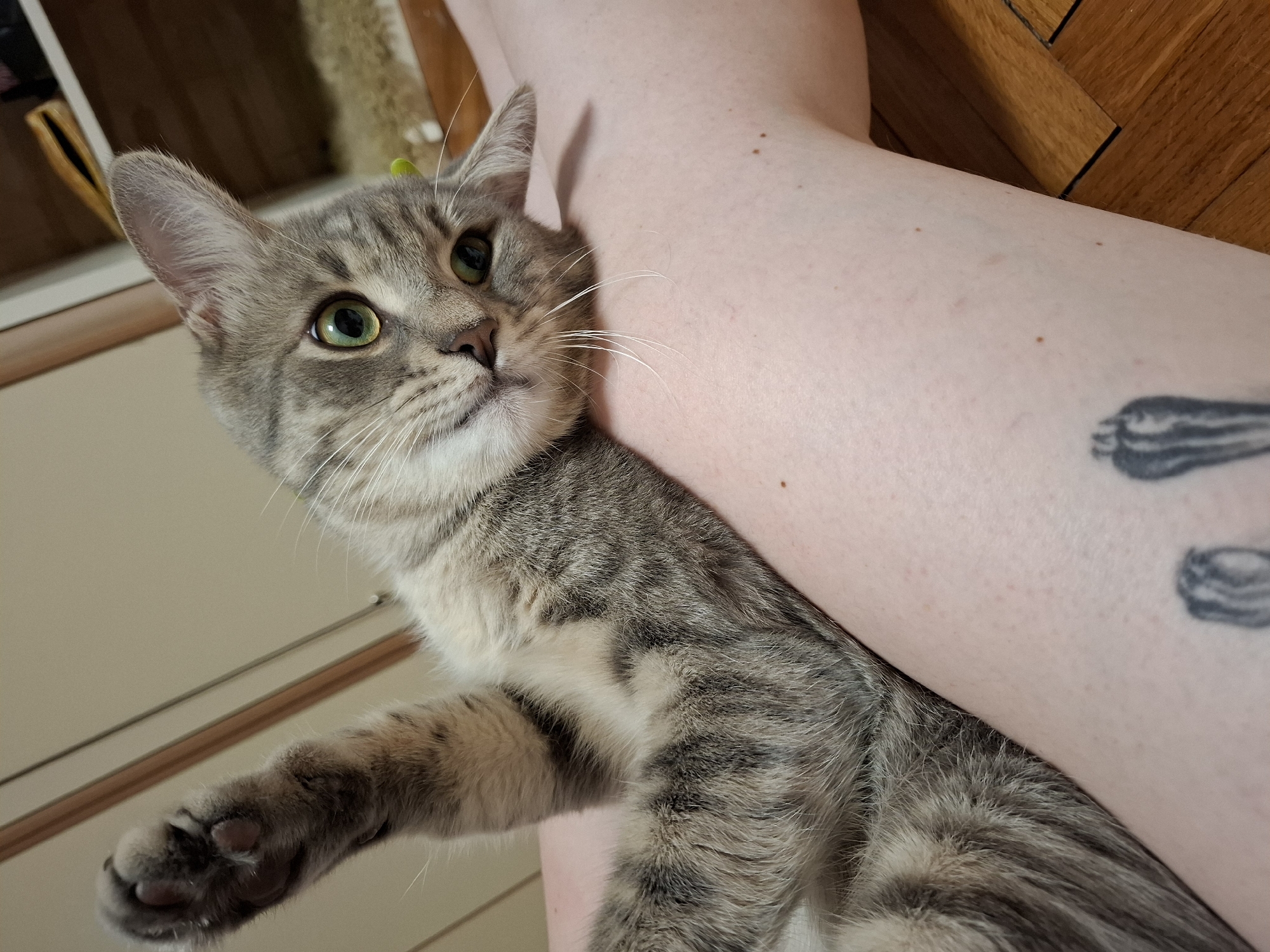 A domestic gray tabby cat is nestled against a person's leg. The cat's head is tilted upward, looking to the side. The person's leg has a tattoo. The background shows a wooden floor and a light-colored cabinet with horizontal lines. Novi Sad, Serbia is not evident in the image.